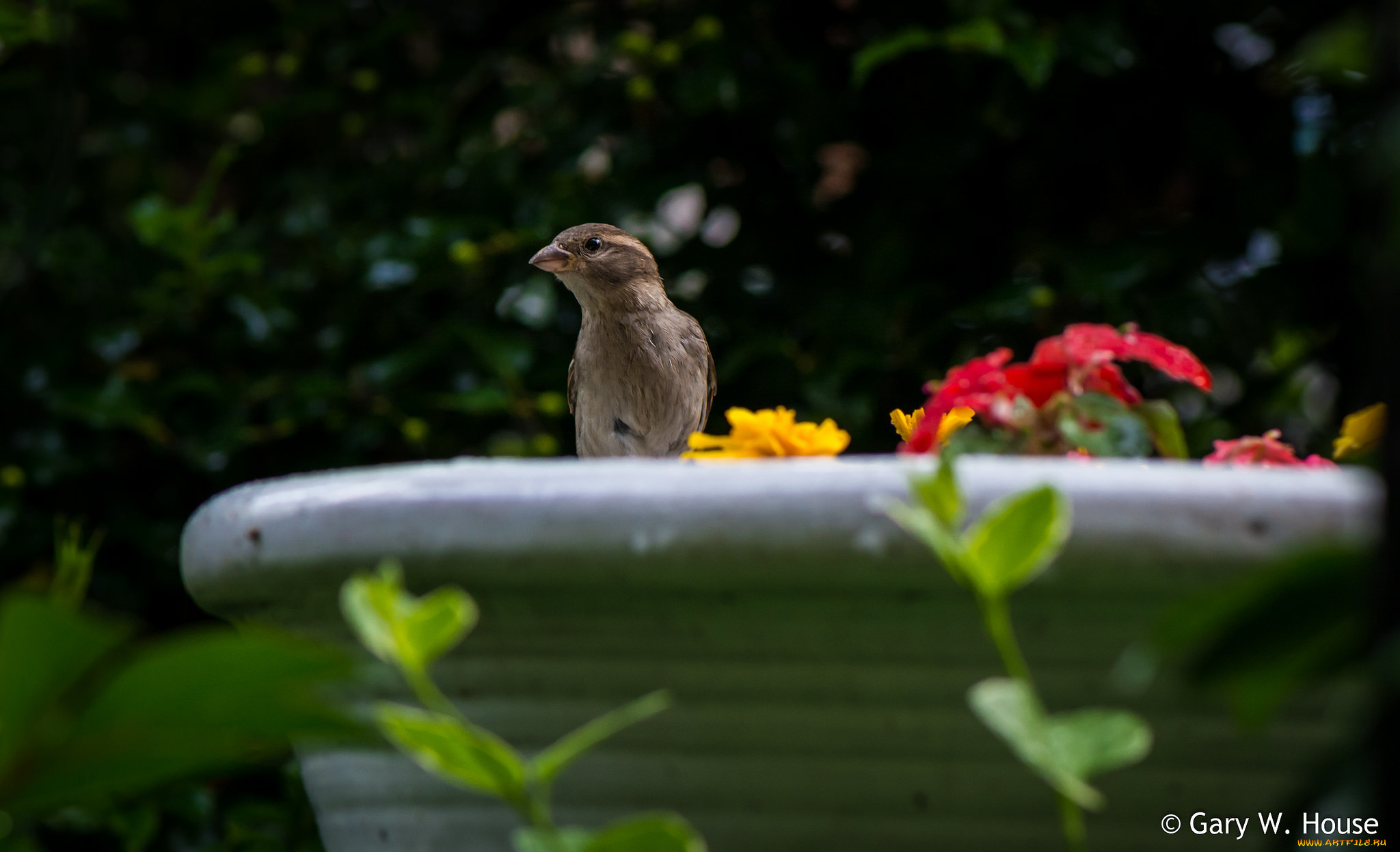 животные, воробьи, воробей
