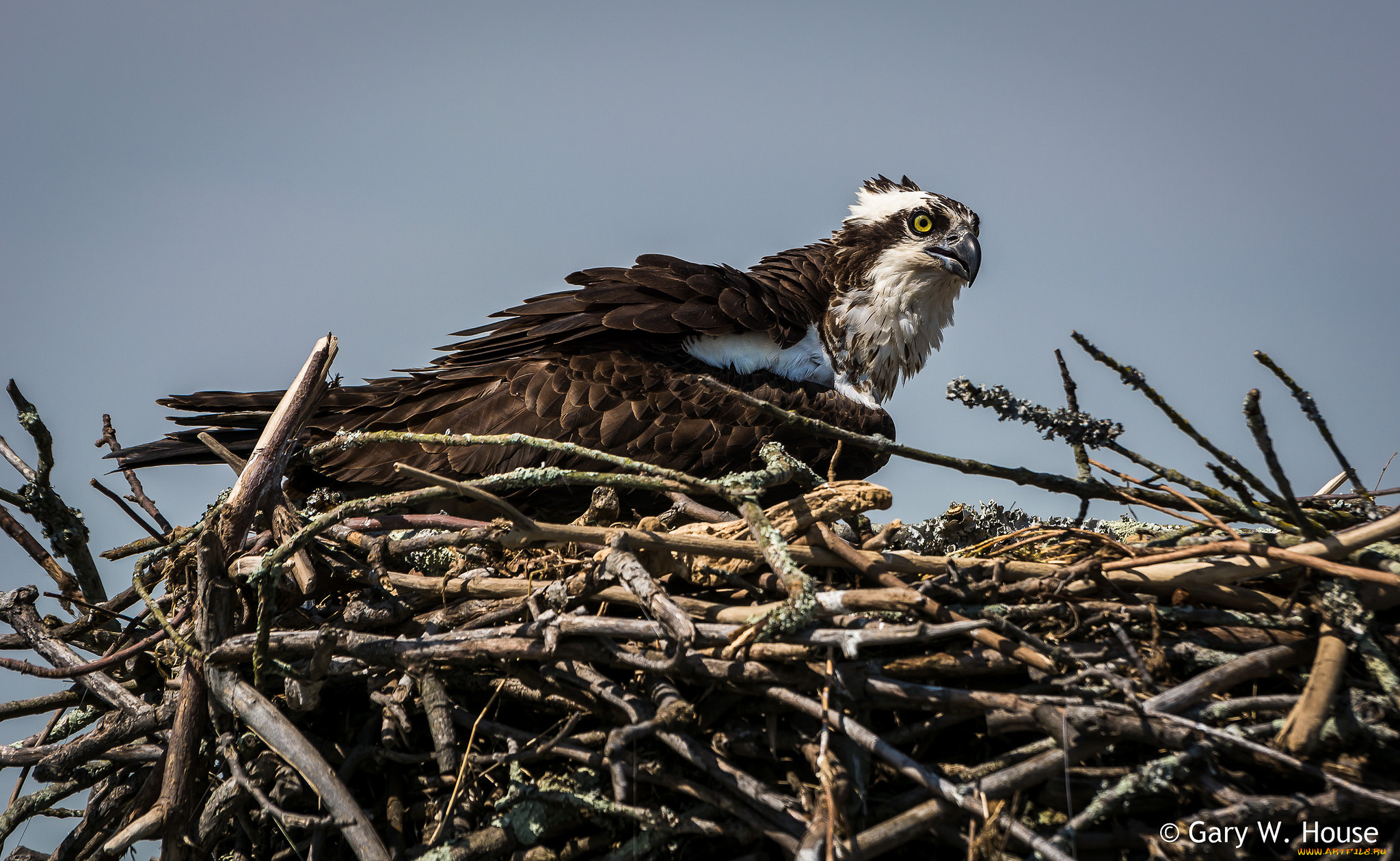 животные, птицы, -, хищники, птица