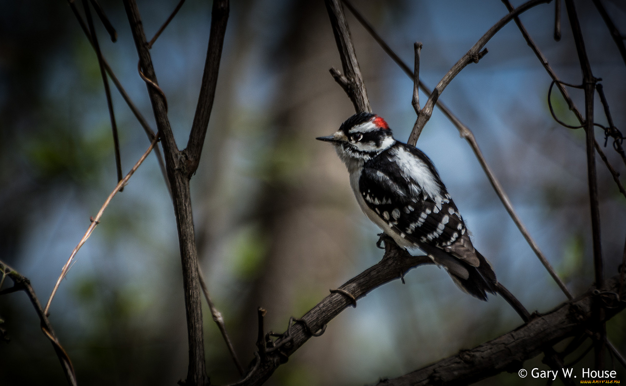 животные, дятлы, дятел