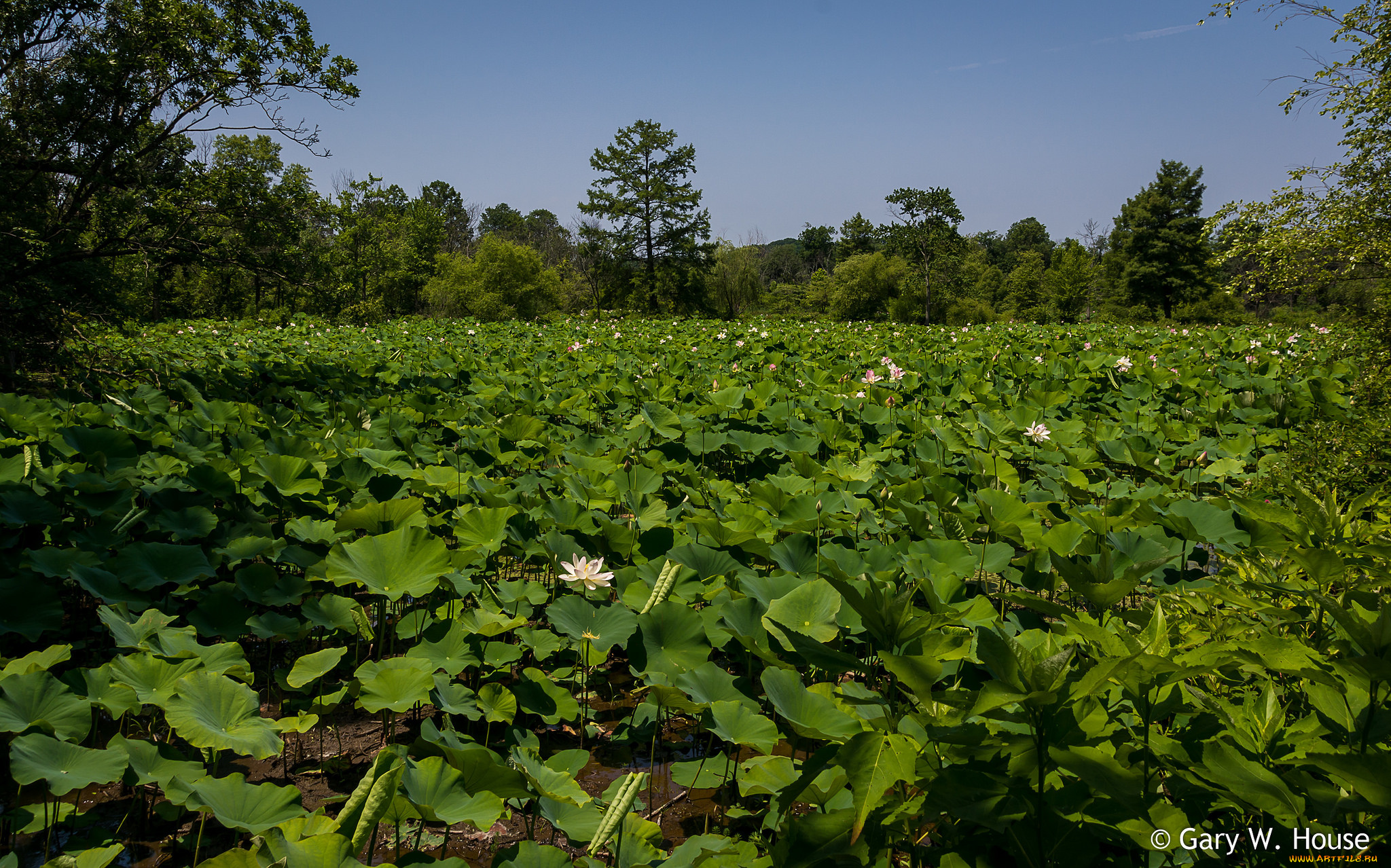 природа, парк, зелень, лотосы