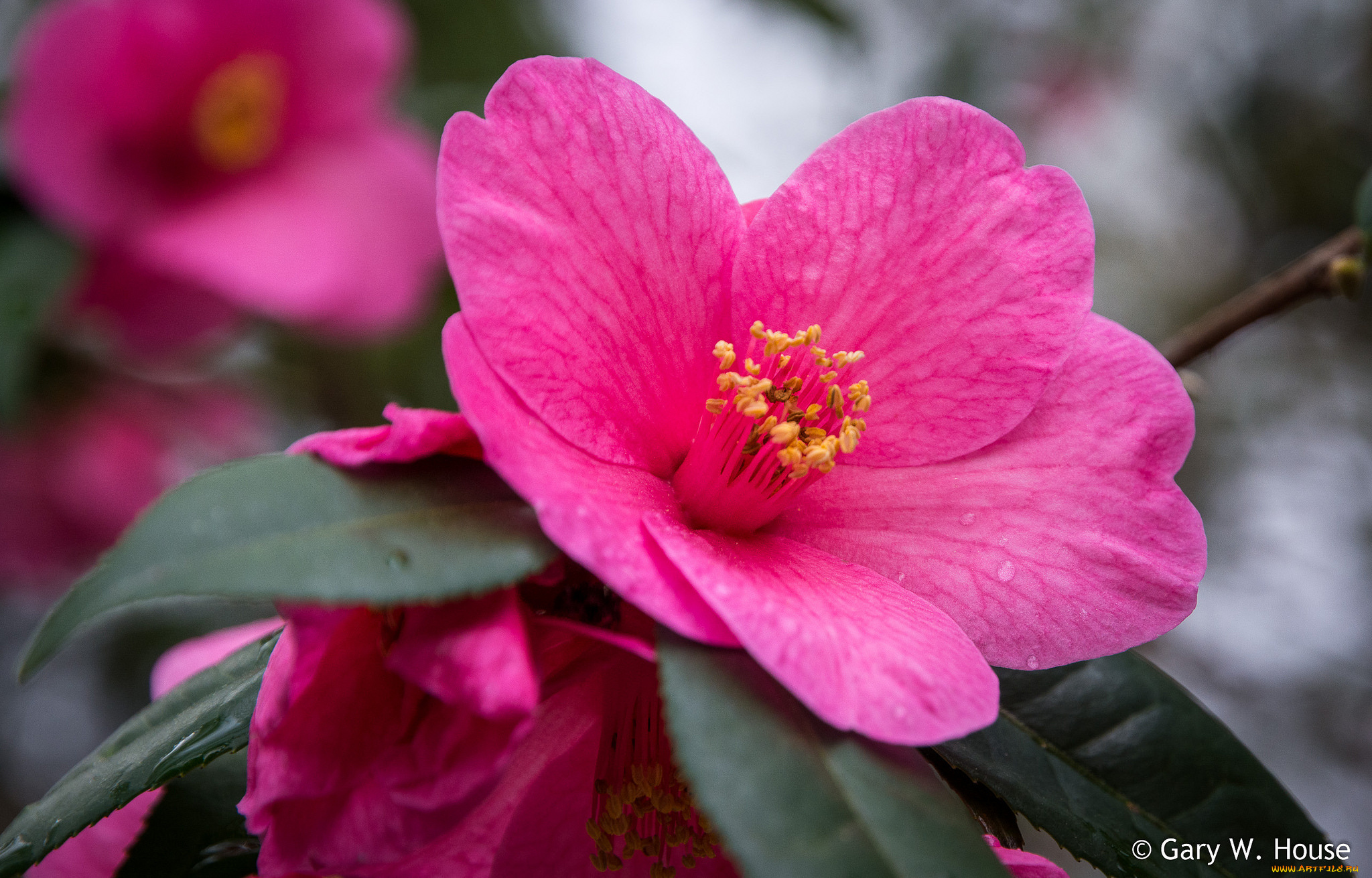 цветы, камелии, камелия