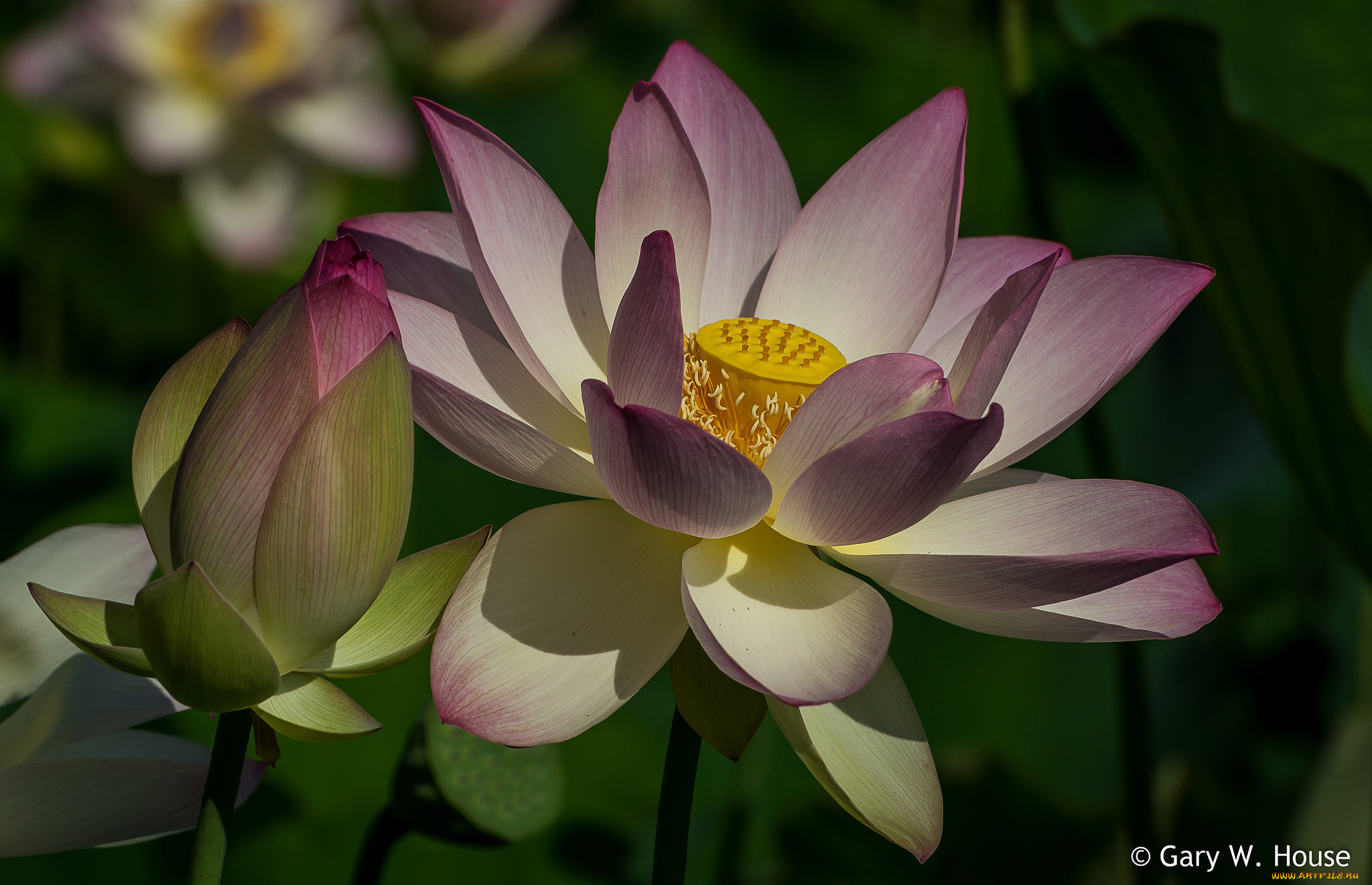 цветы, лотосы, лотос