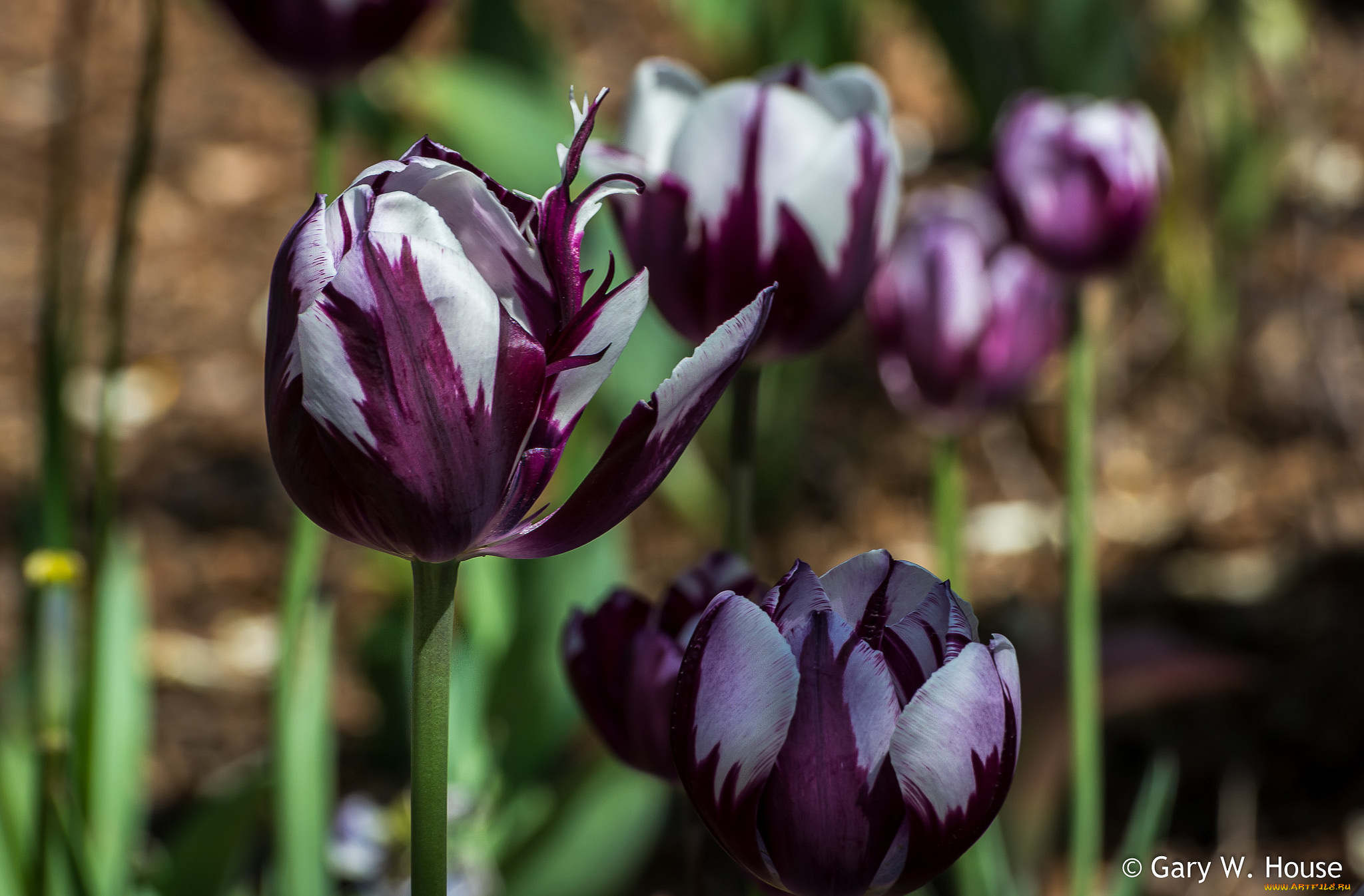 цветы, тюльпаны