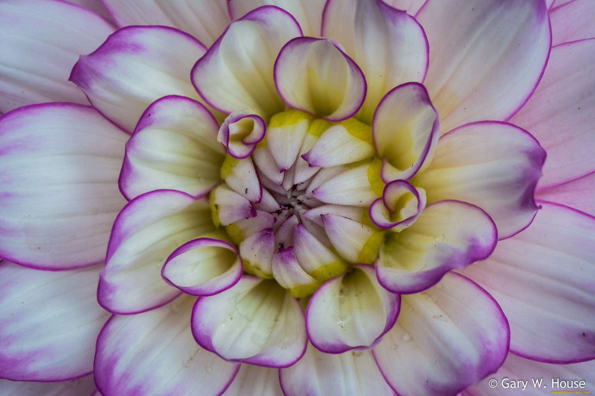 цветы, георгины, георгин