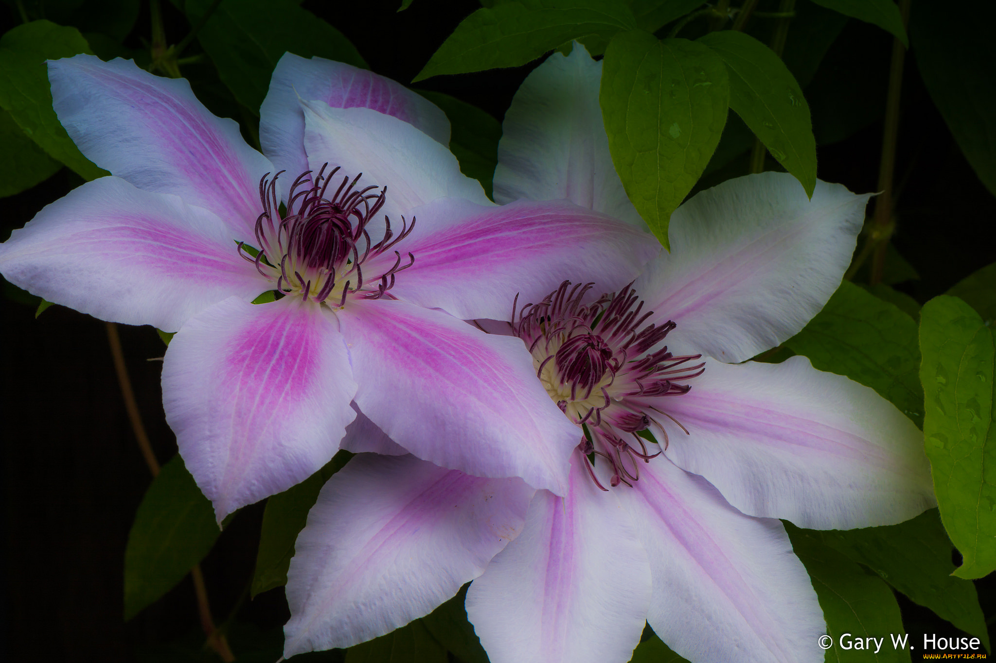 цветы, клематис, , ломонос, клематис