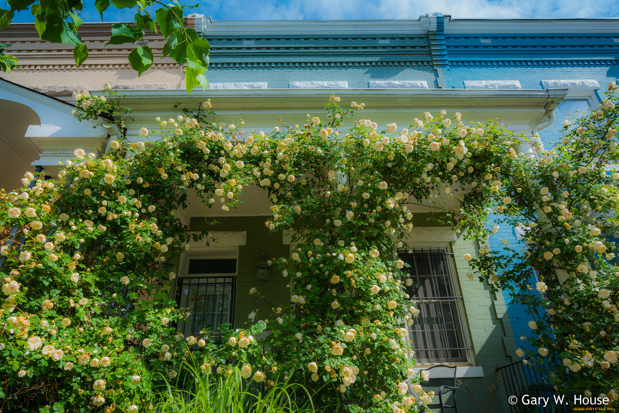 цветы, розы