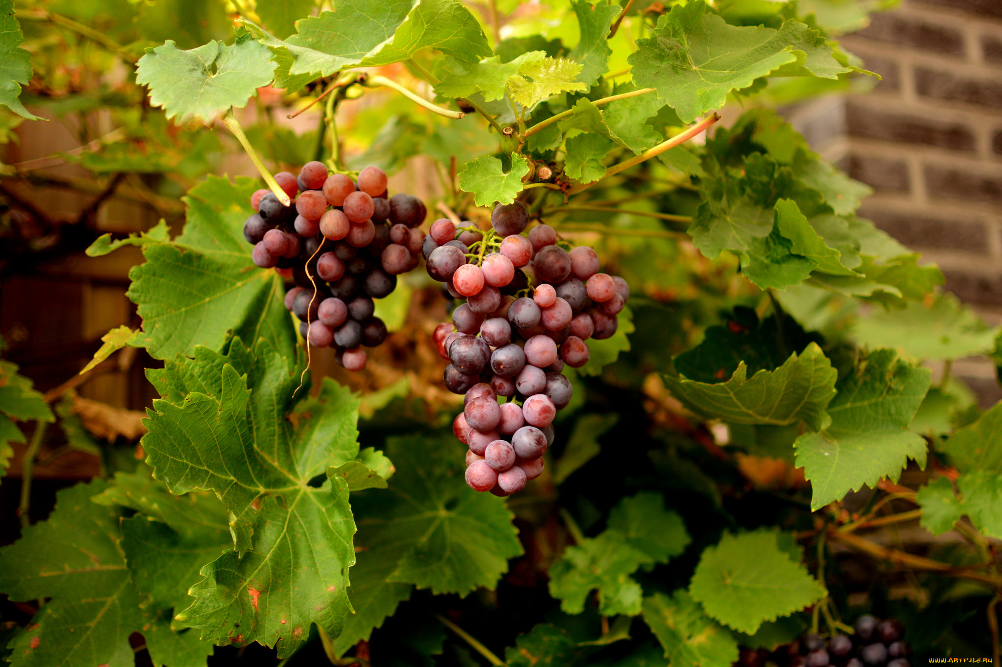 природа, Ягоды, , виноград, лоза