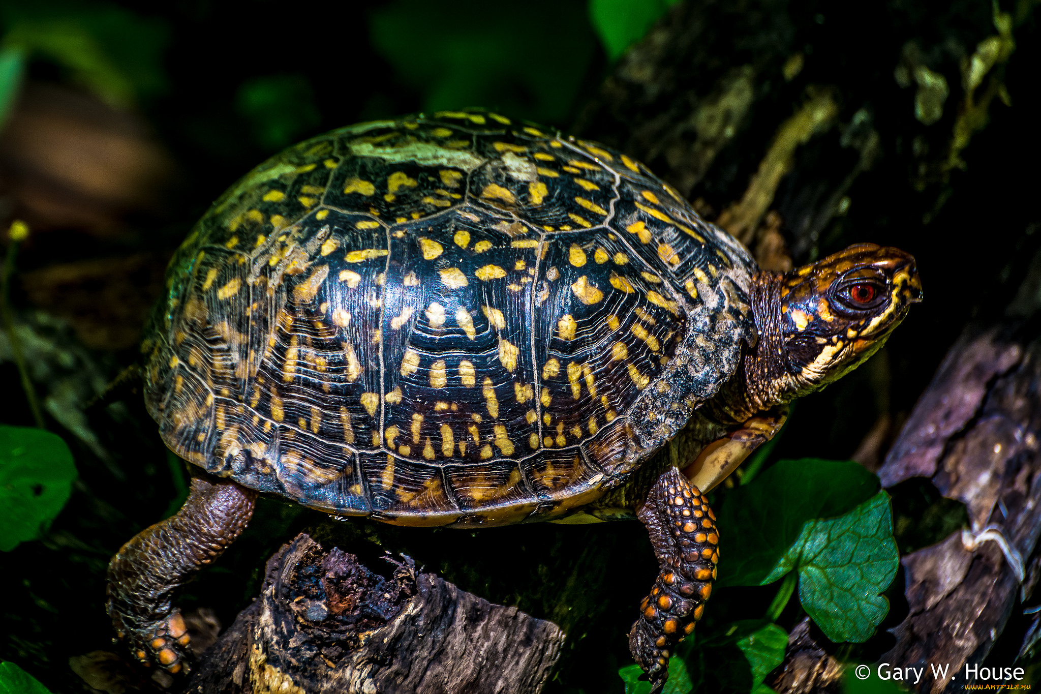 животные, Черепахи, черепаха