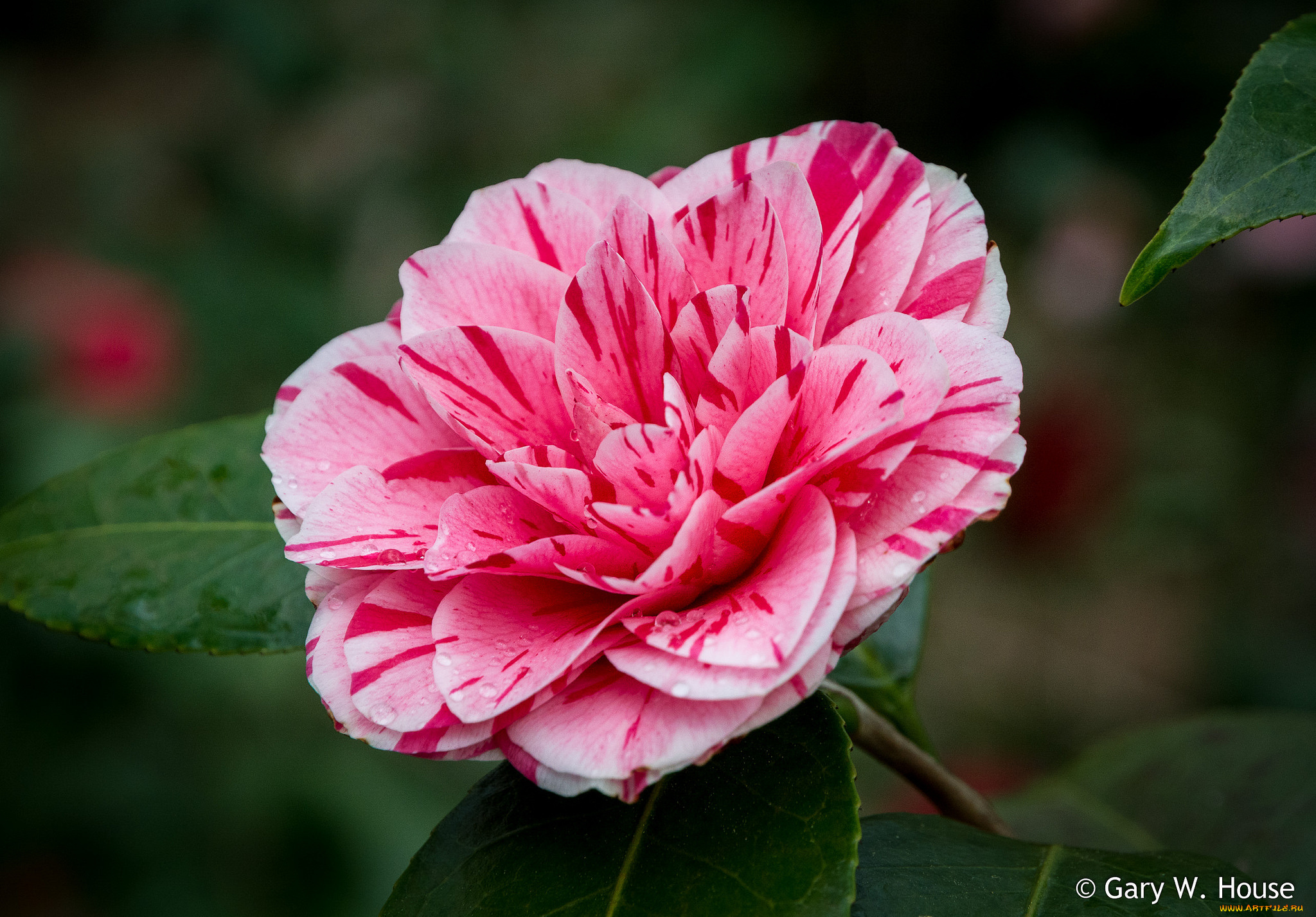 цветы, камелии, камелия