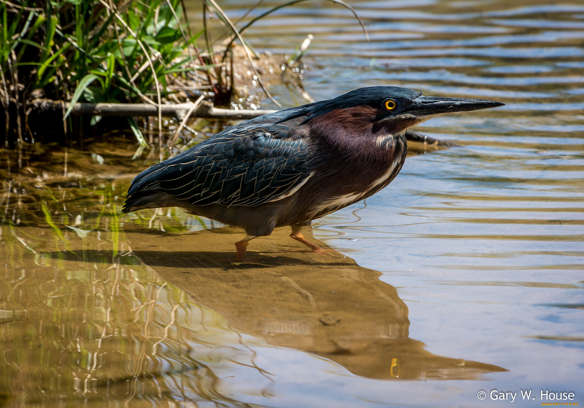животные, цапли, , выпи, выпь