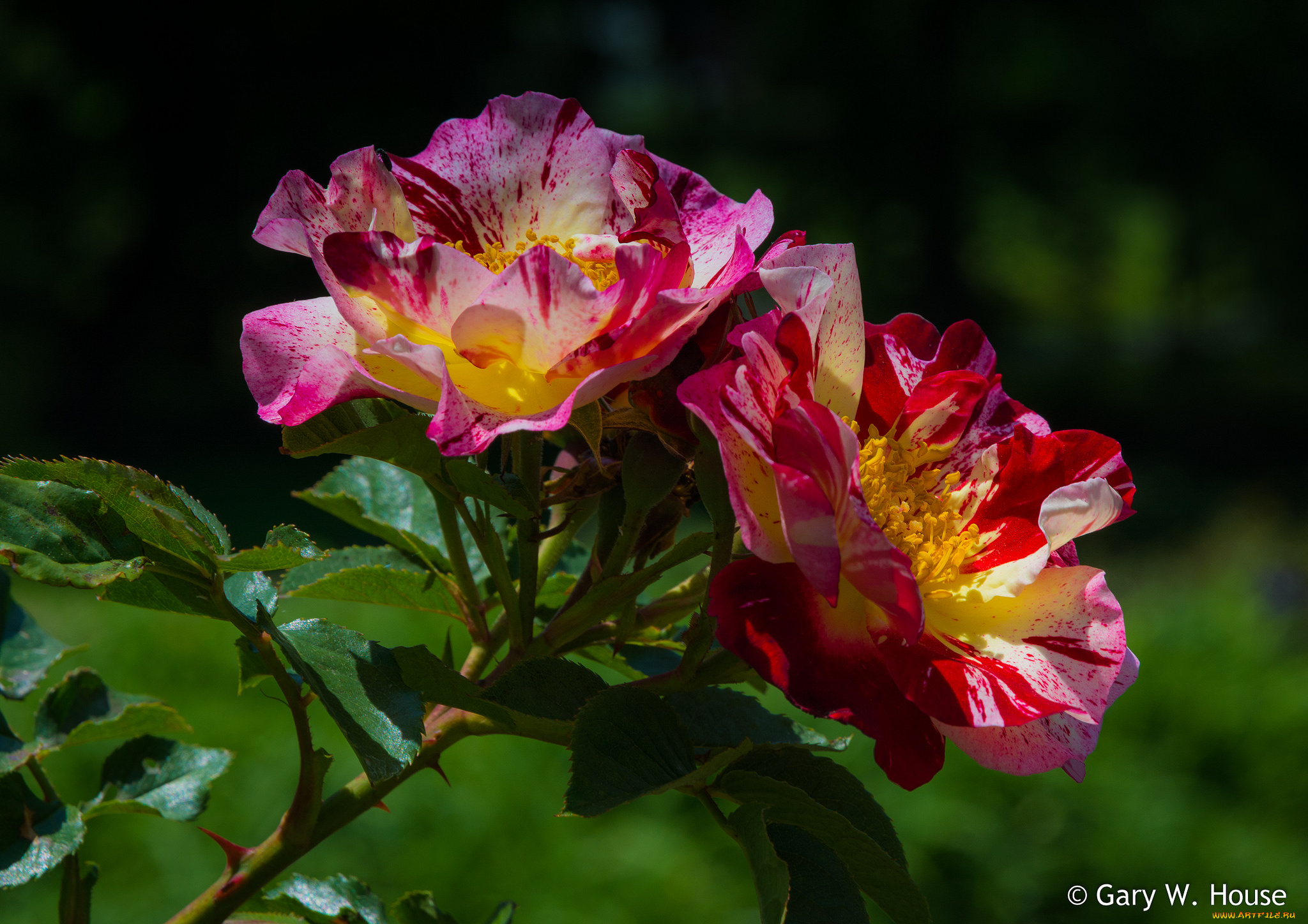 цветы, розы