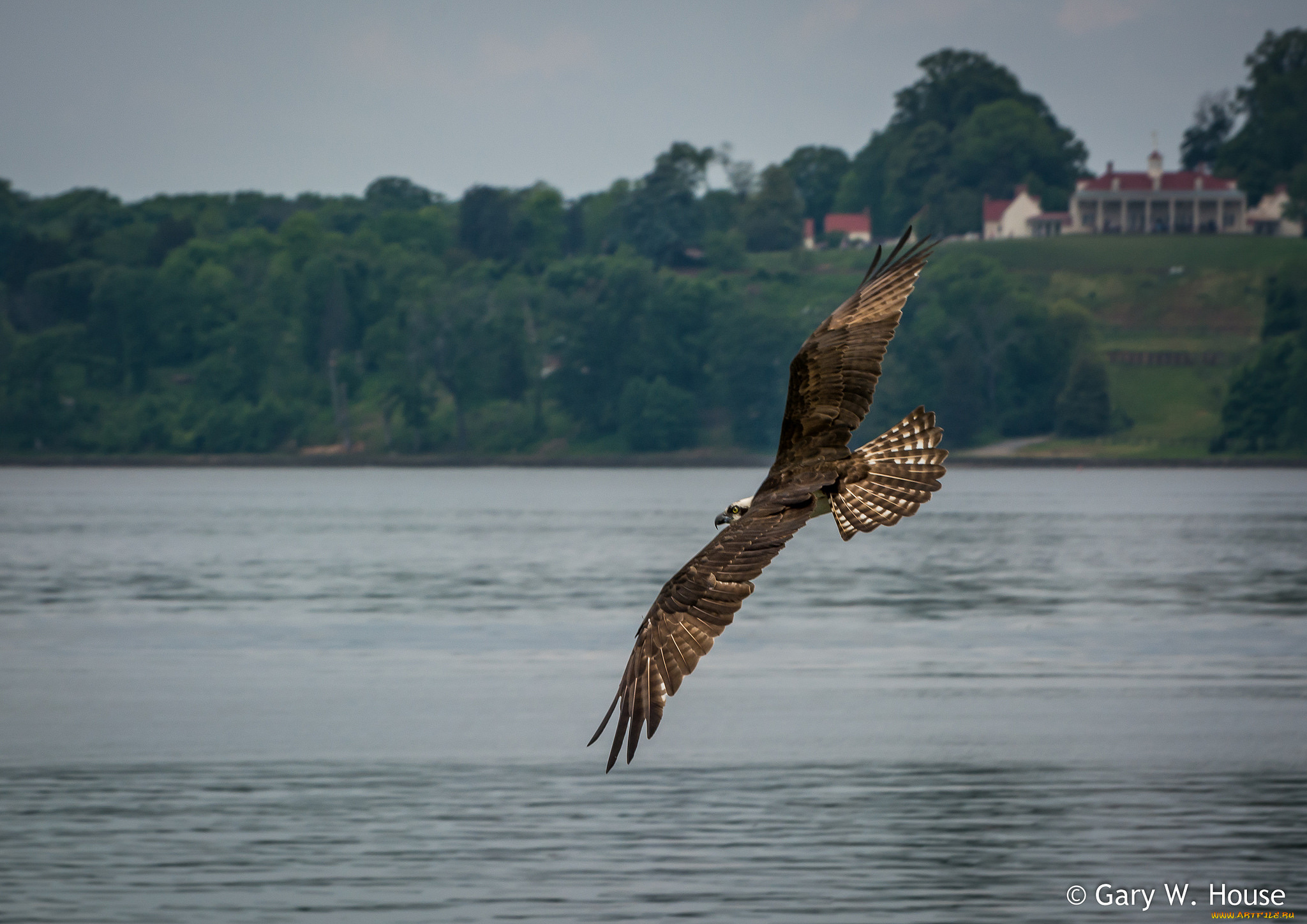 животные, птицы, птица
