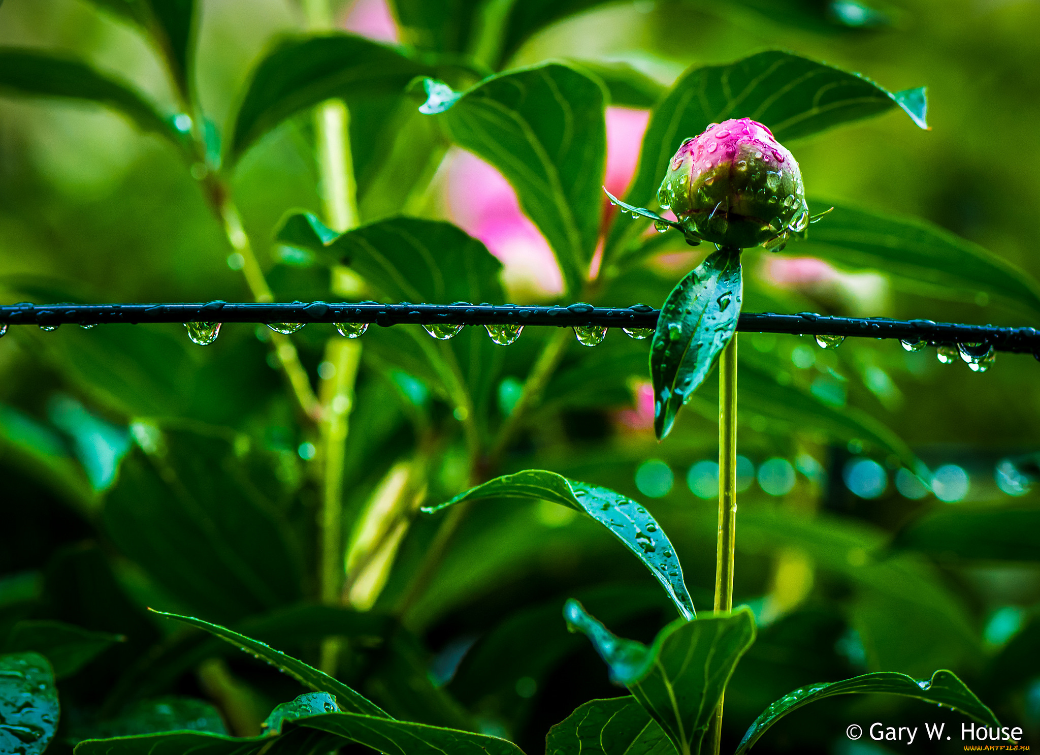 цветы, пионы