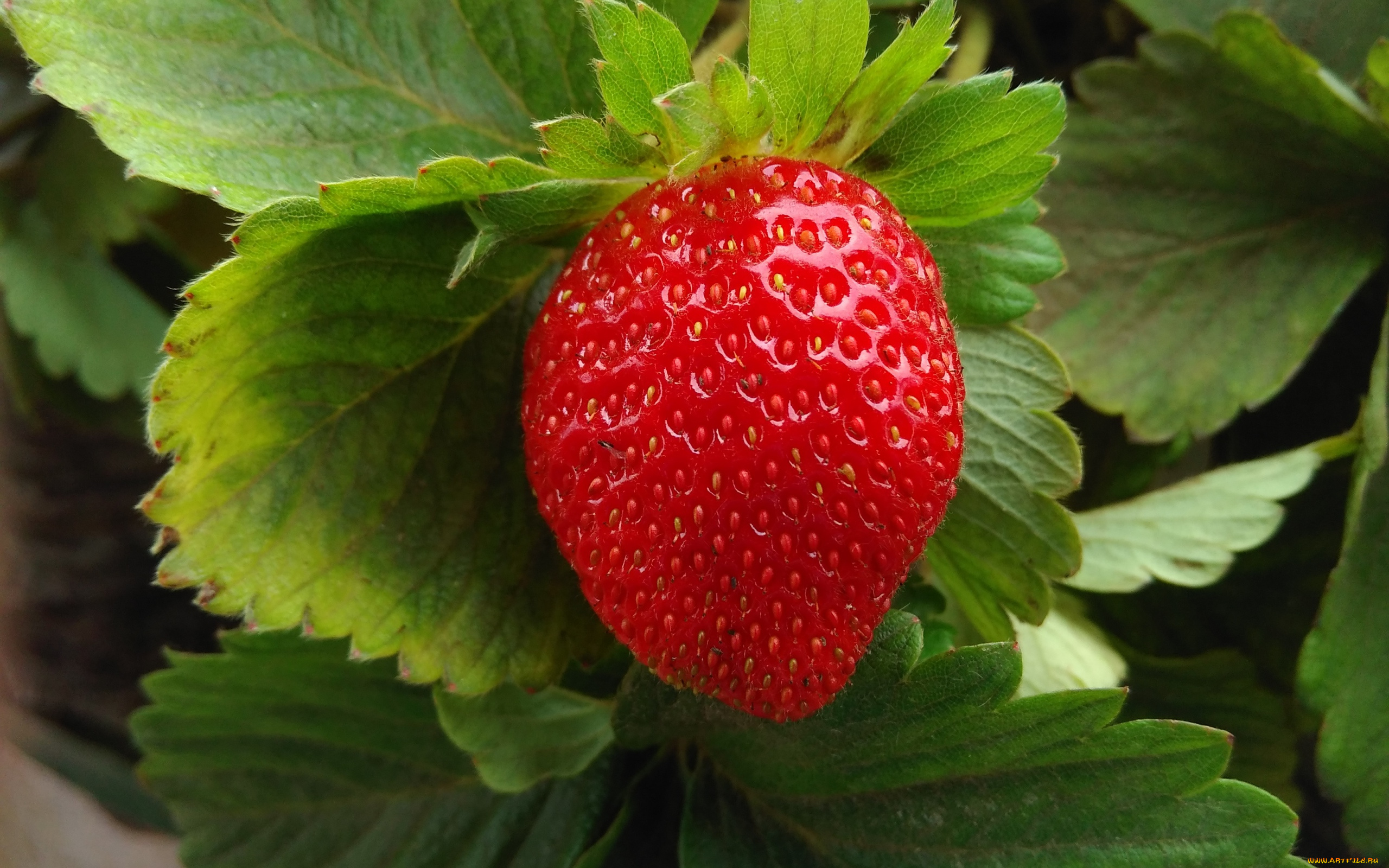 природа, Ягоды, клубника