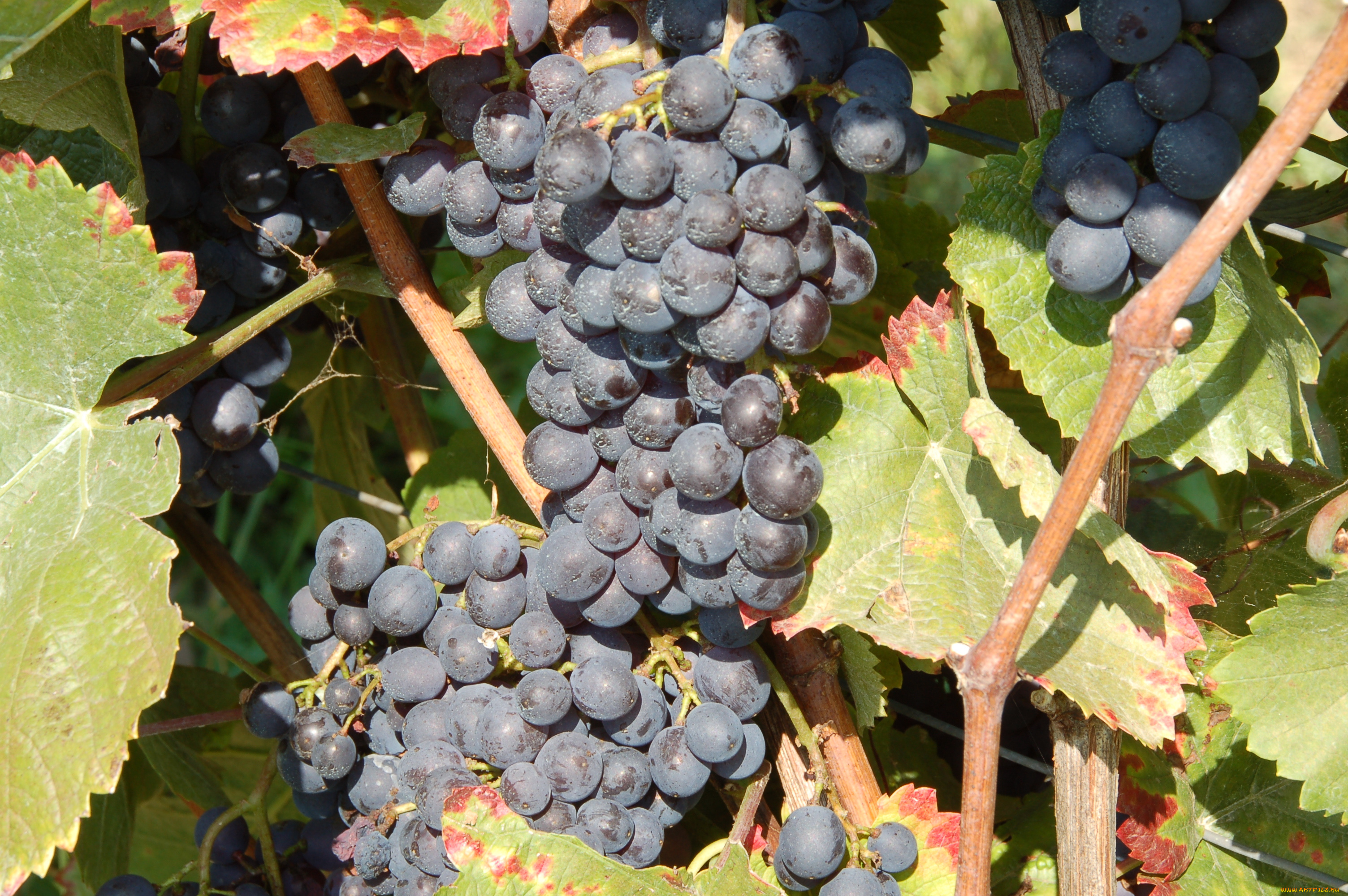 природа, Ягоды, , виноград, лоза