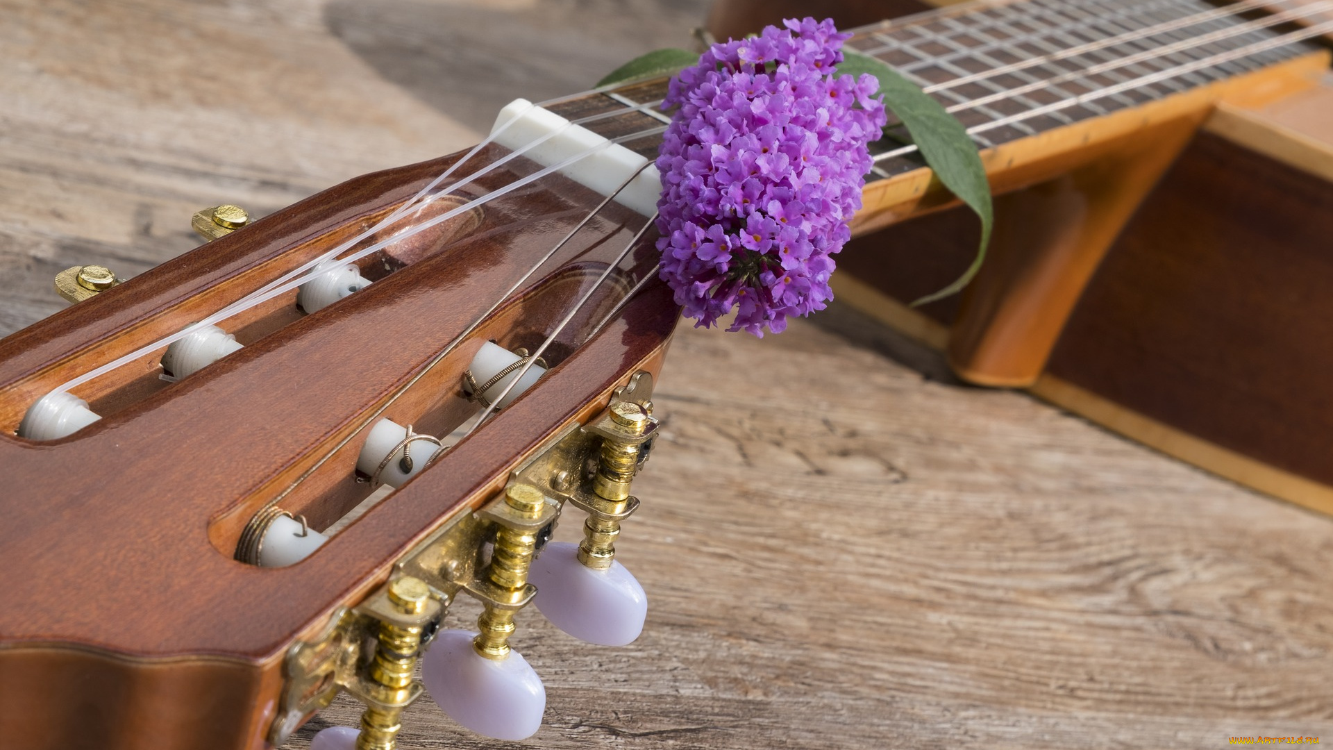 музыка, -музыкальные, инструменты, гитара, гриф, сирень