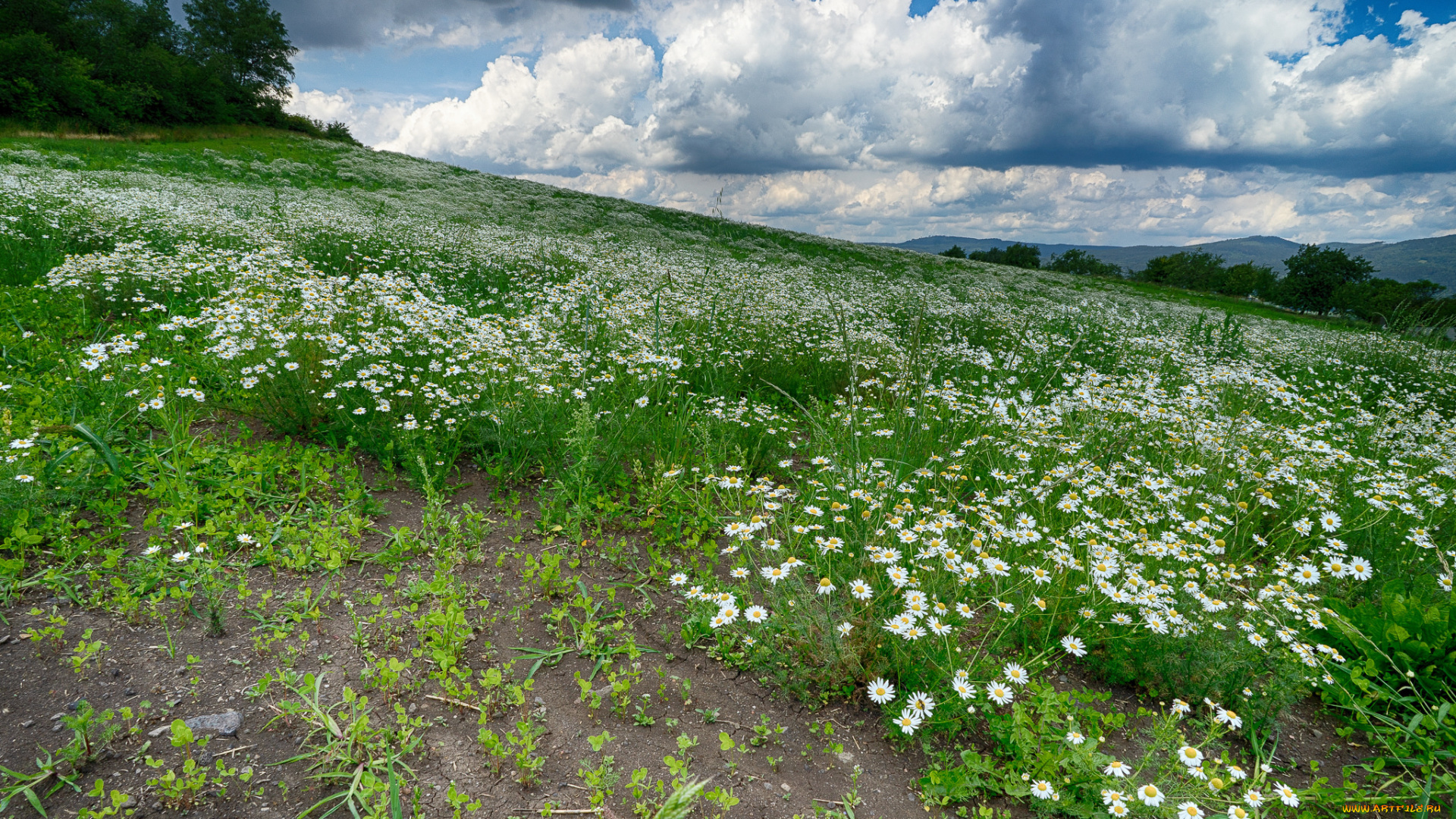 природа, луга, простор