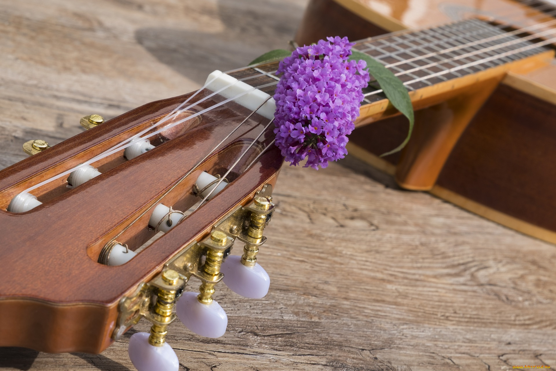музыка, -музыкальные, инструменты, гитара, гриф, сирень