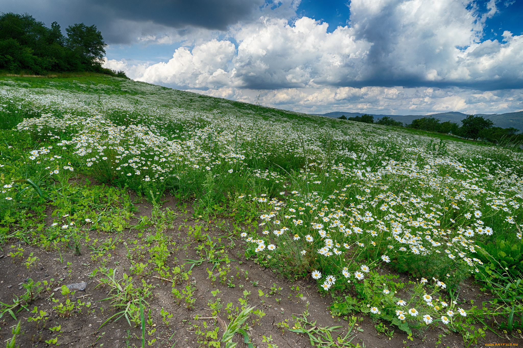 природа, луга, простор