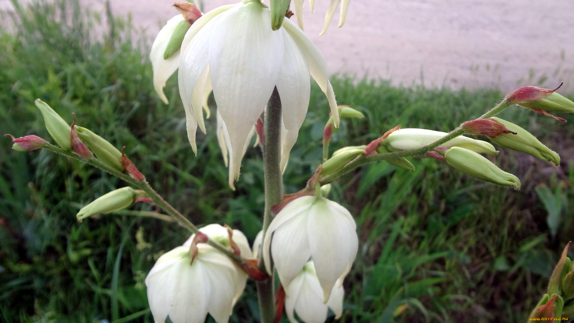 цветы, цветок, белый, трава