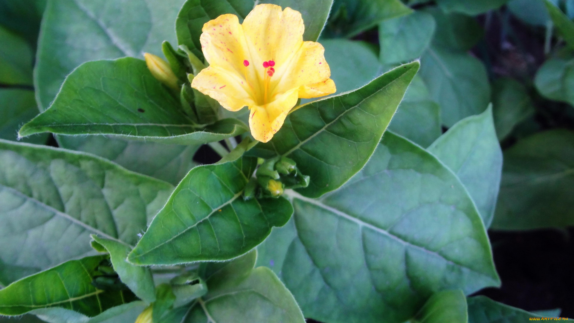 цветы, цветок, желтый, листья, бутоны