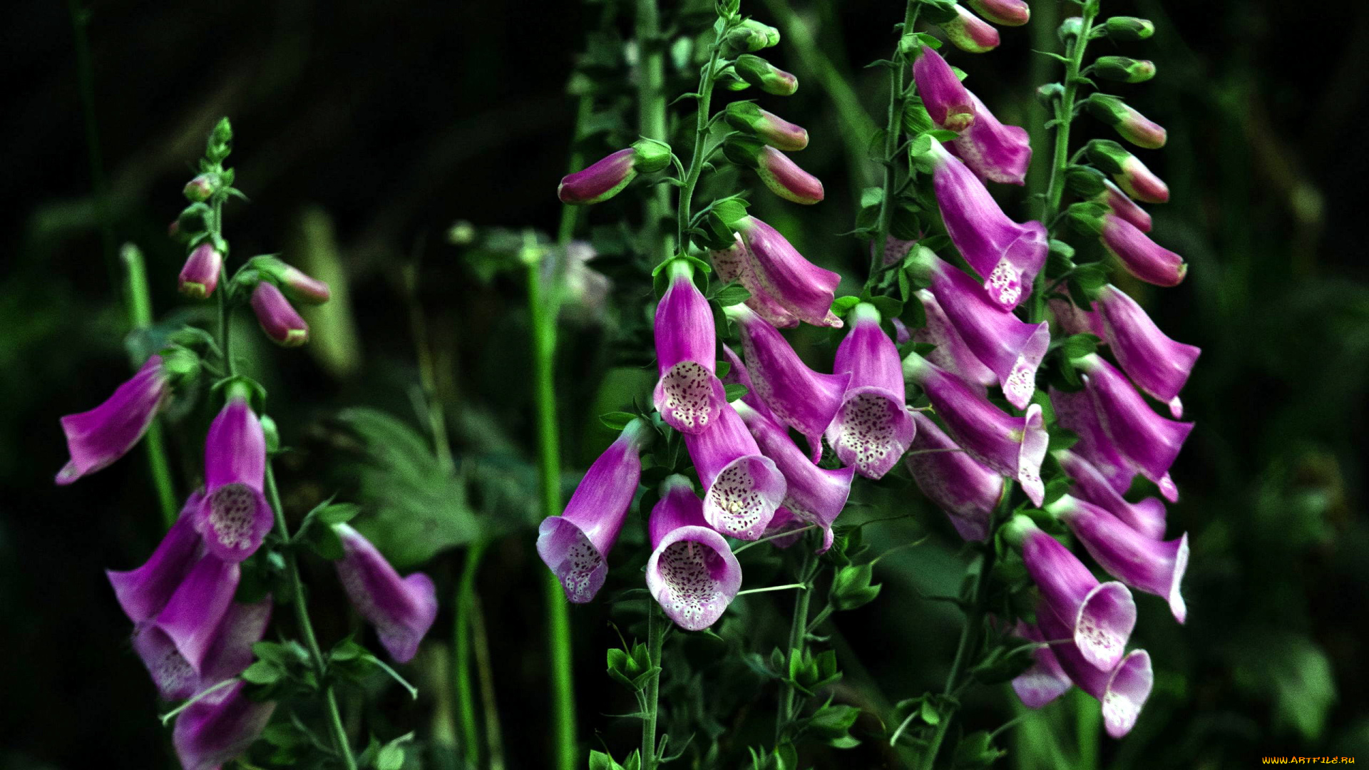 цветы, дигиталис, , наперстянка