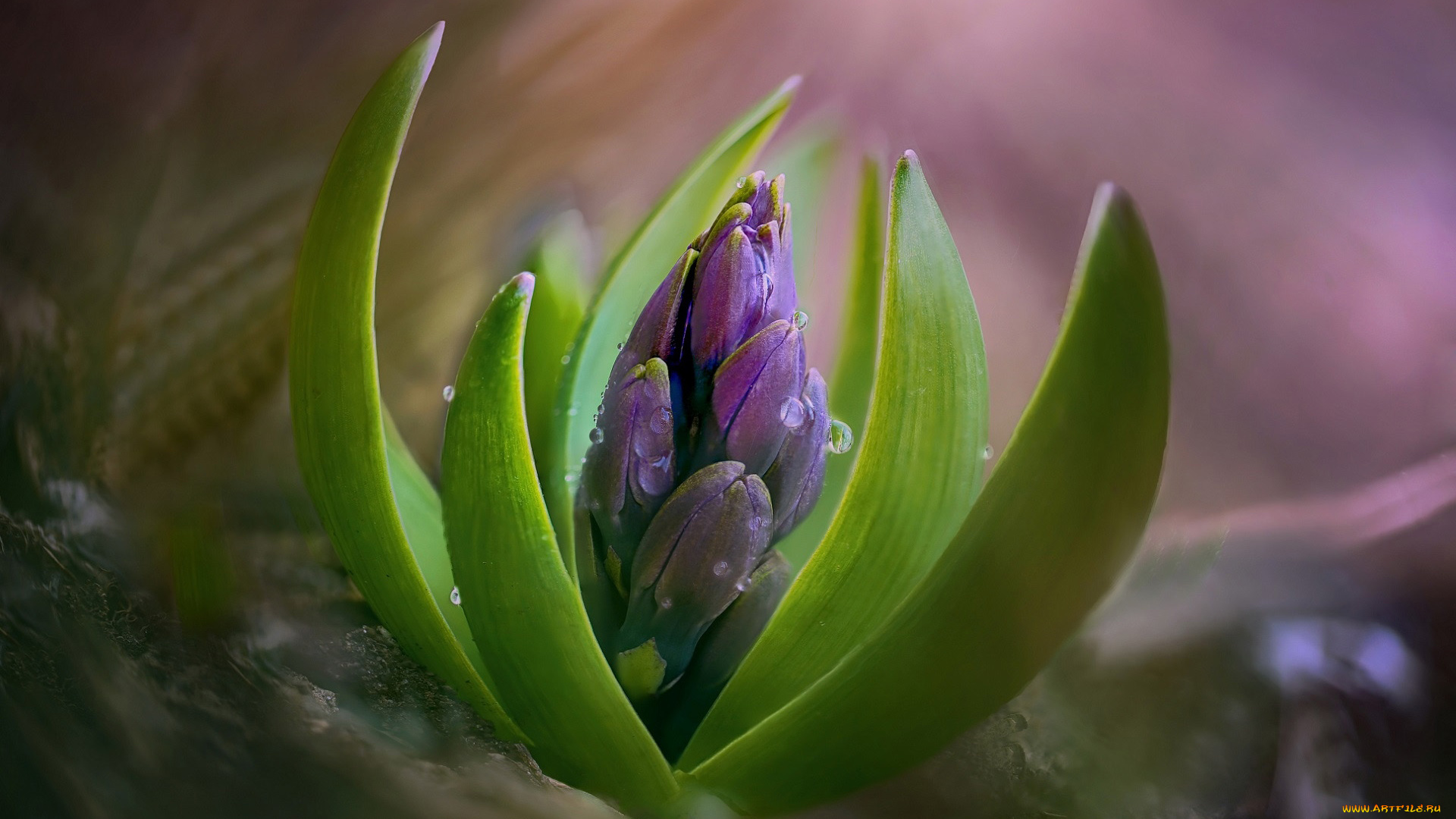 цветы, гиацинты, бутон, капли