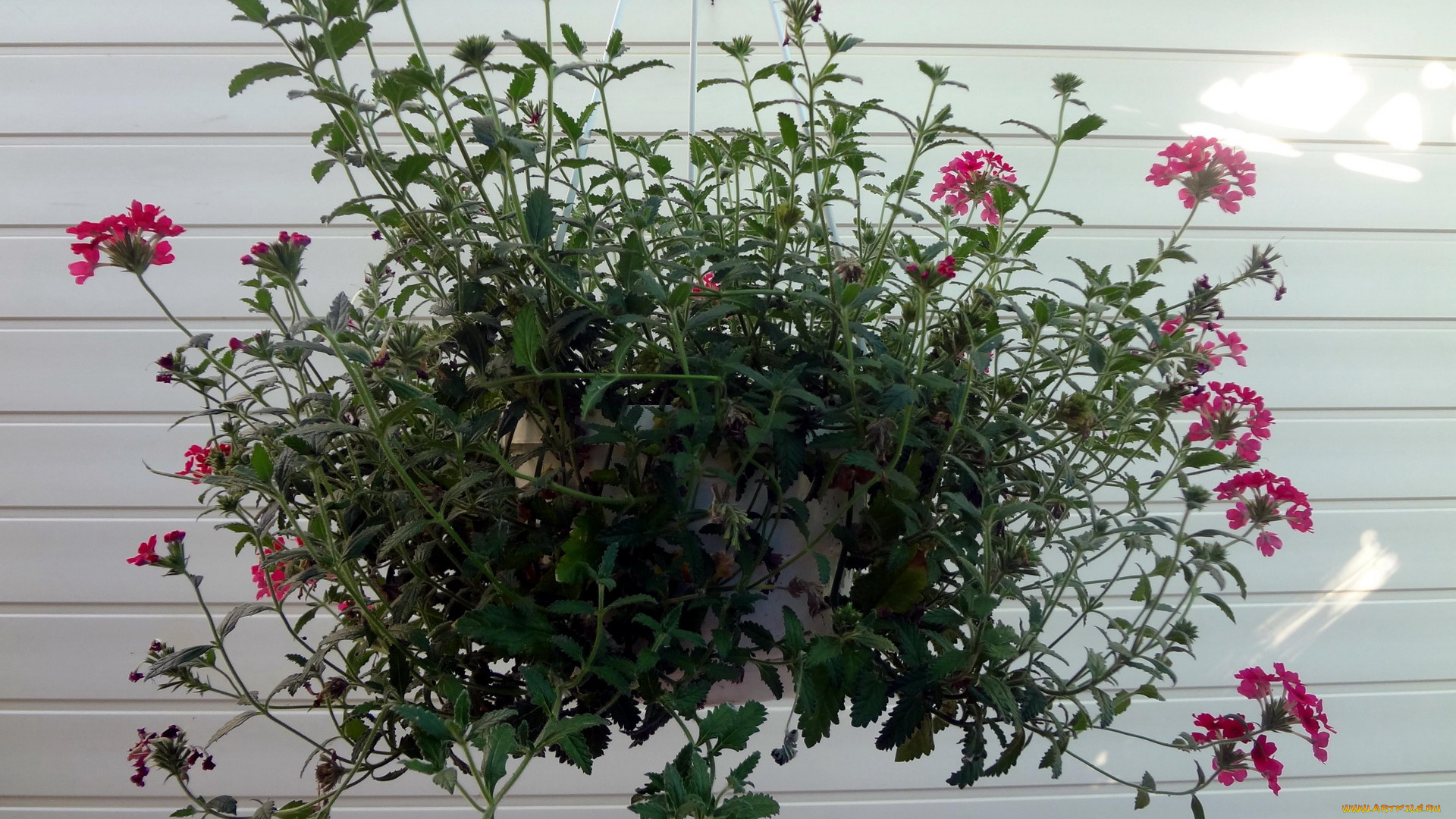 цветы, горшок, стена, куст