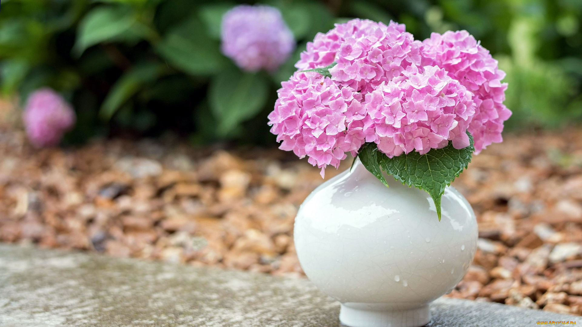 цветы, гортензия, ваза, розовая, букет