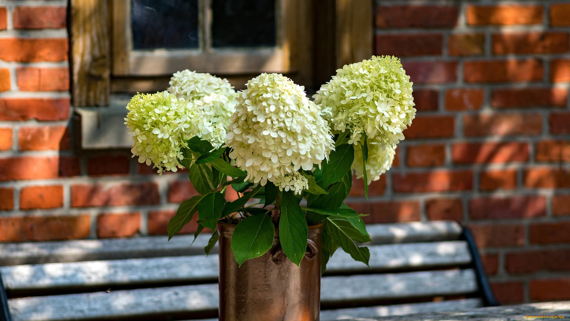 цветы, калина, , бульдонеж
