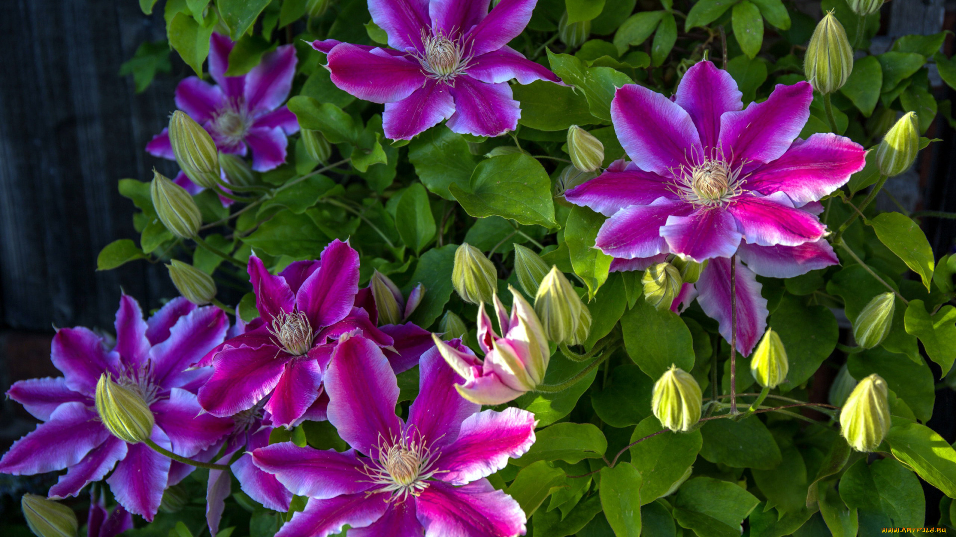 цветы, клематис, , ломонос, розовый