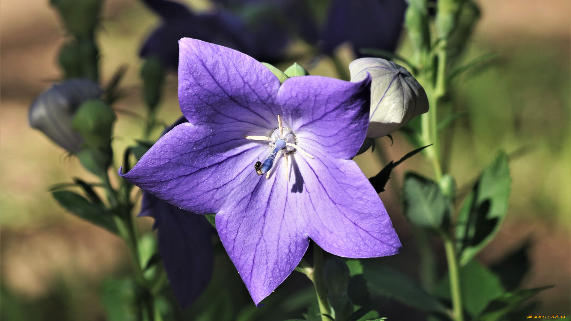 цветы, колокольчики, макро, лиловый