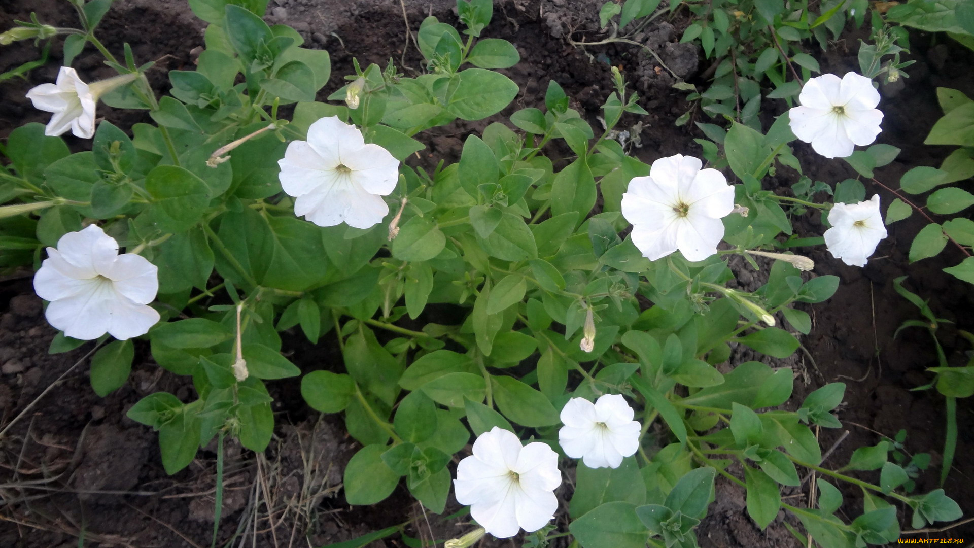 цветы, петунии, , калибрахоа, петуния, белая, куст