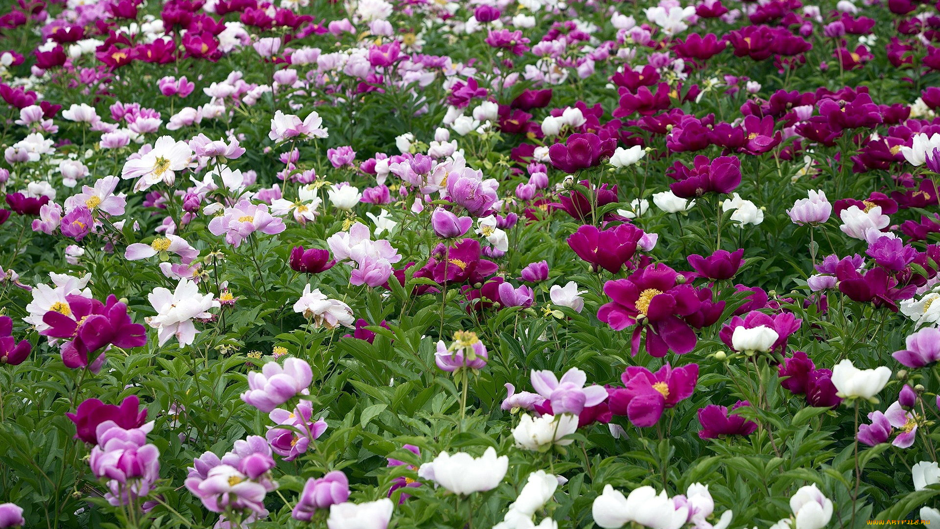 цветы, пионы, цветник, древовидные