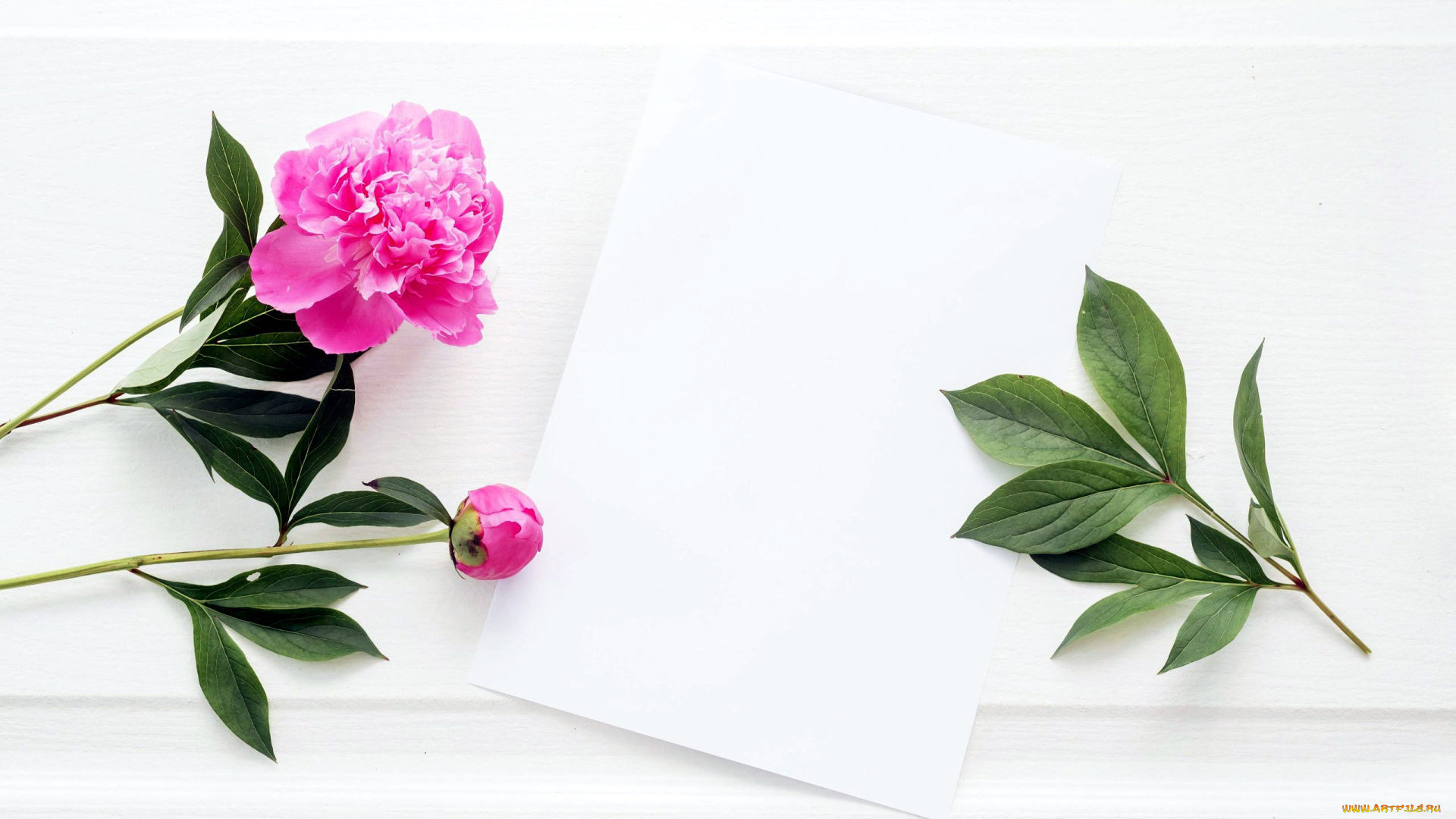 цветы, пионы, розовый
