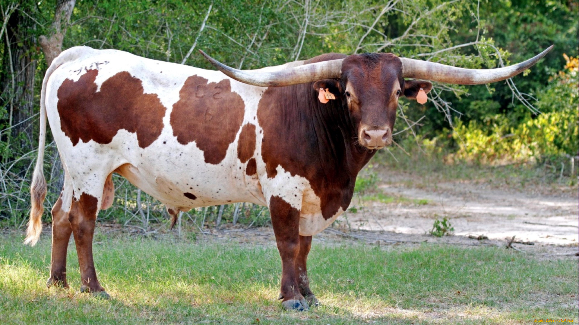 животные, коровы, , буйволы, буйвол