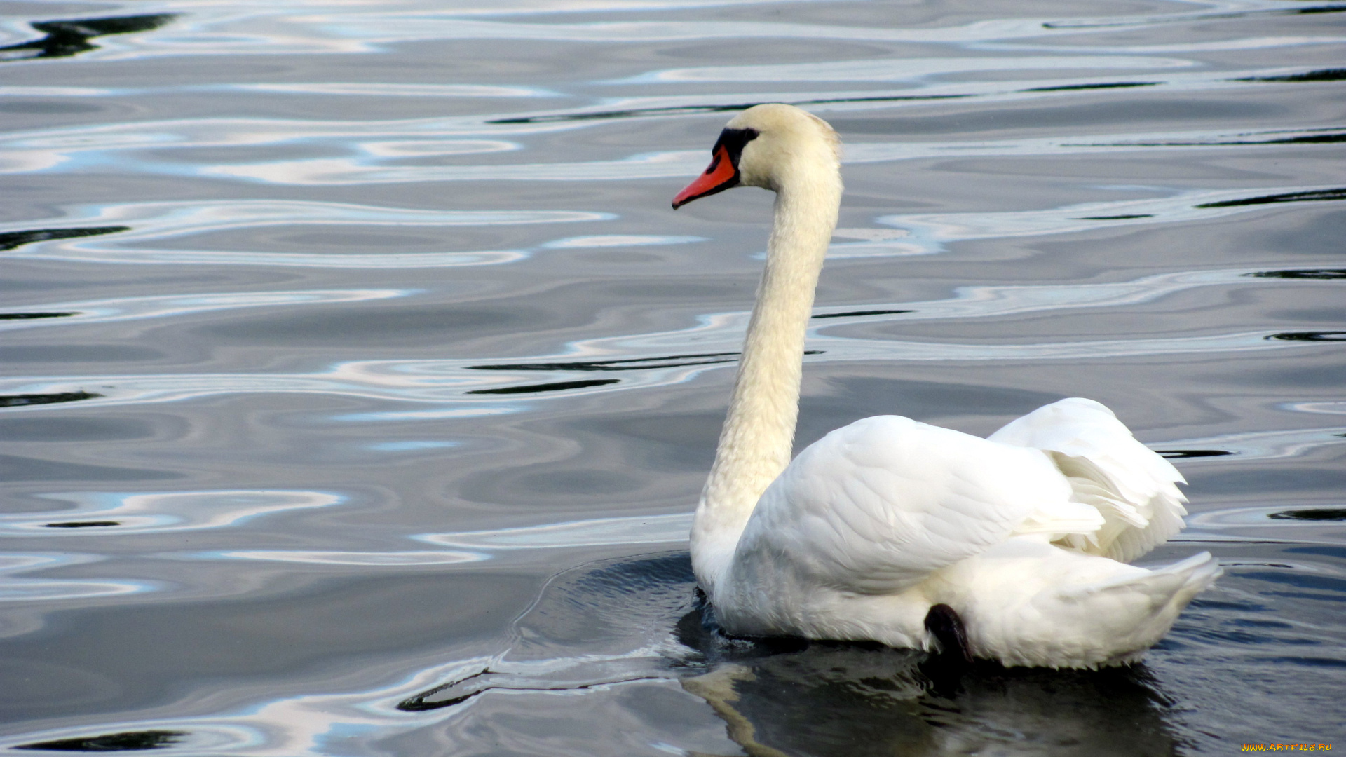животные, лебеди, птица, лебедь, вода