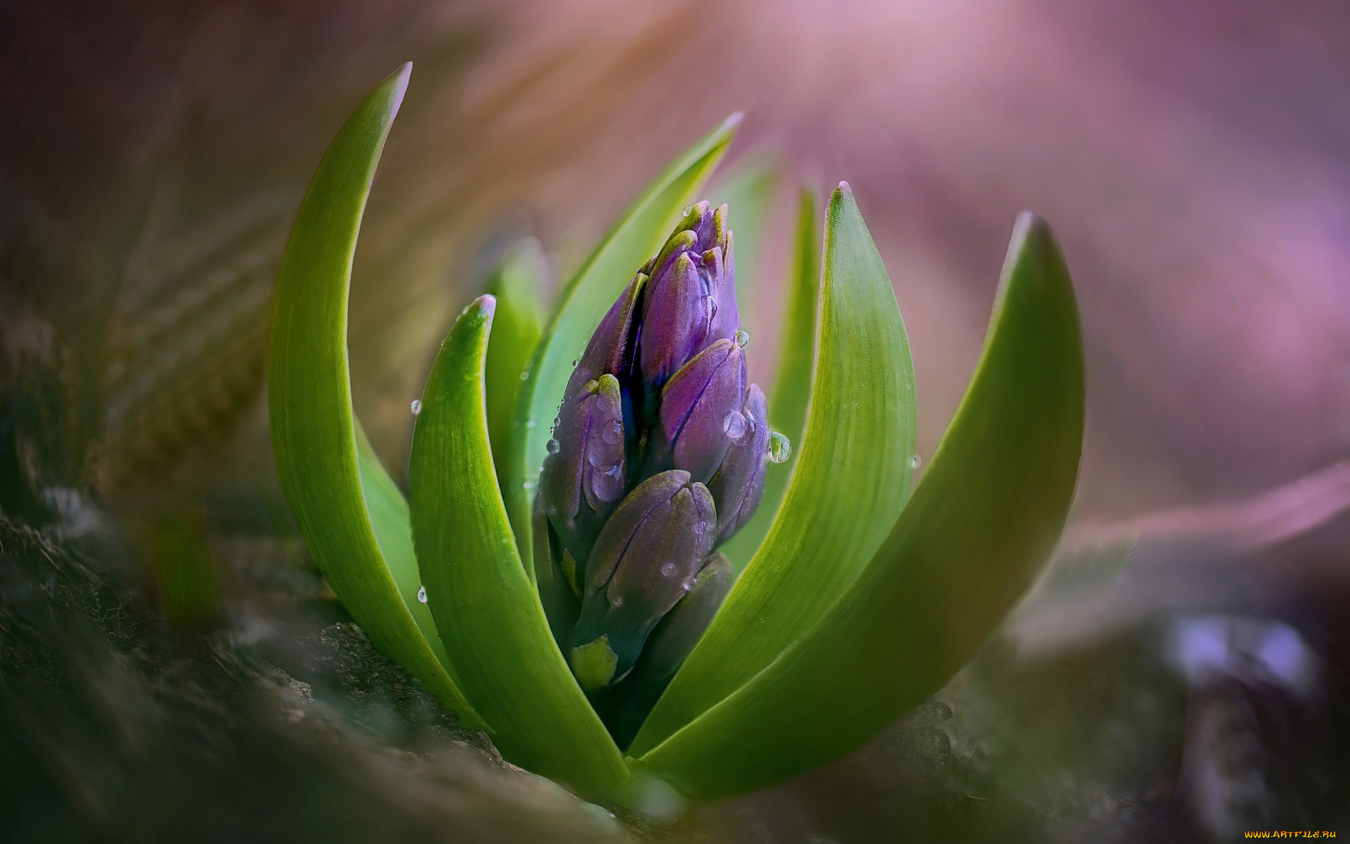 цветы, гиацинты, бутон, капли