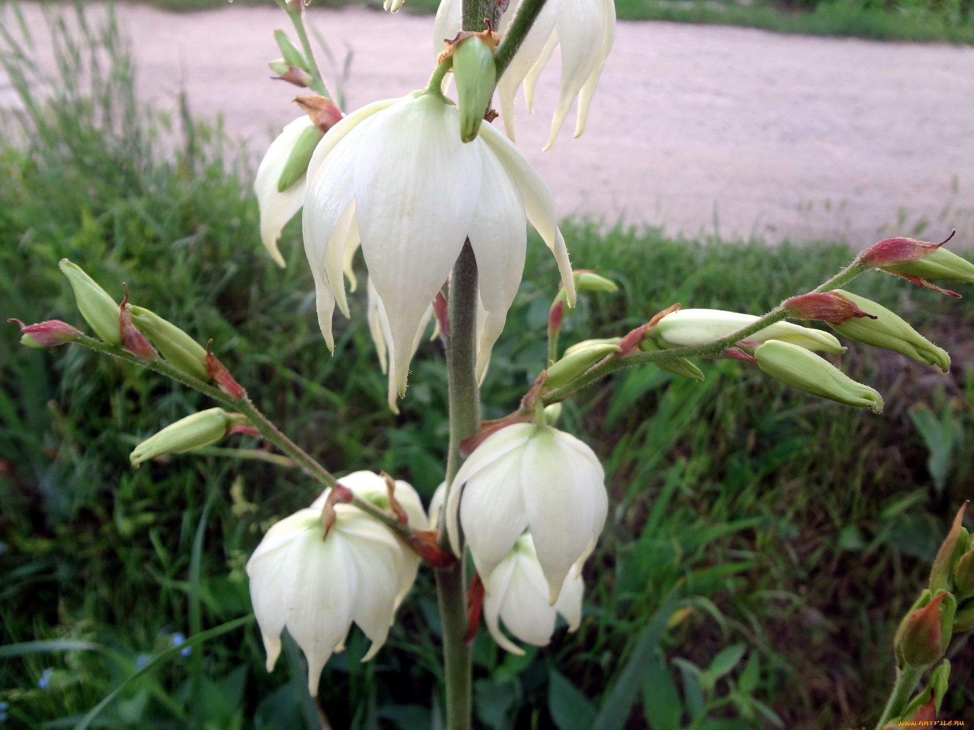 цветы, цветок, белый, трава