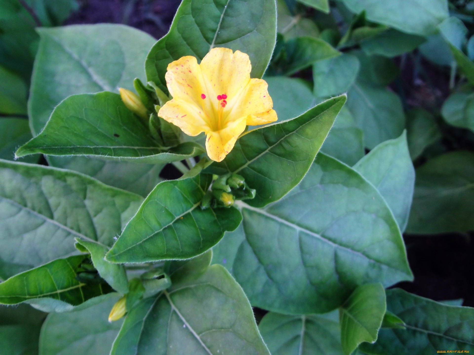 цветы, цветок, желтый, листья, бутоны