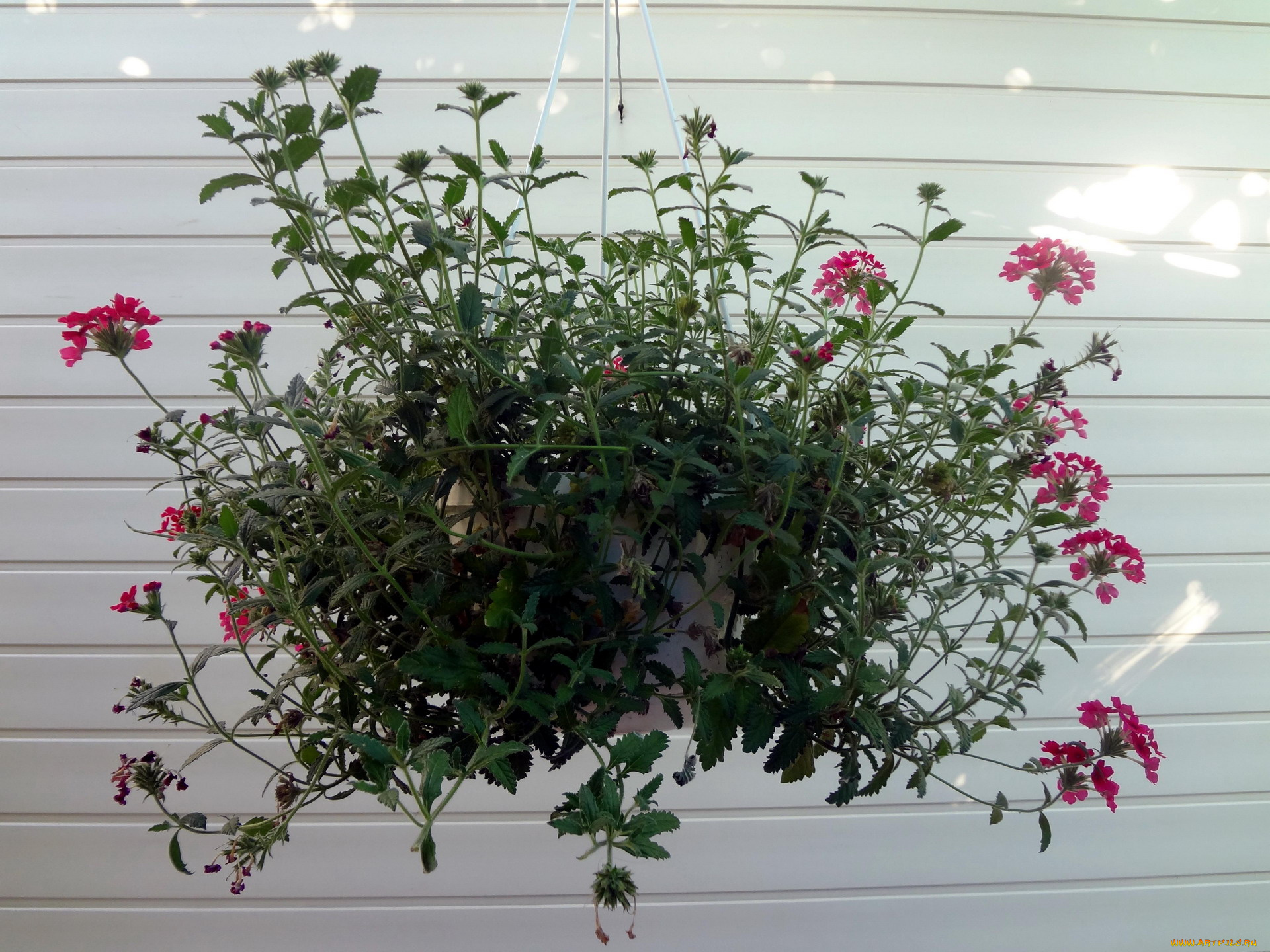 цветы, горшок, стена, куст