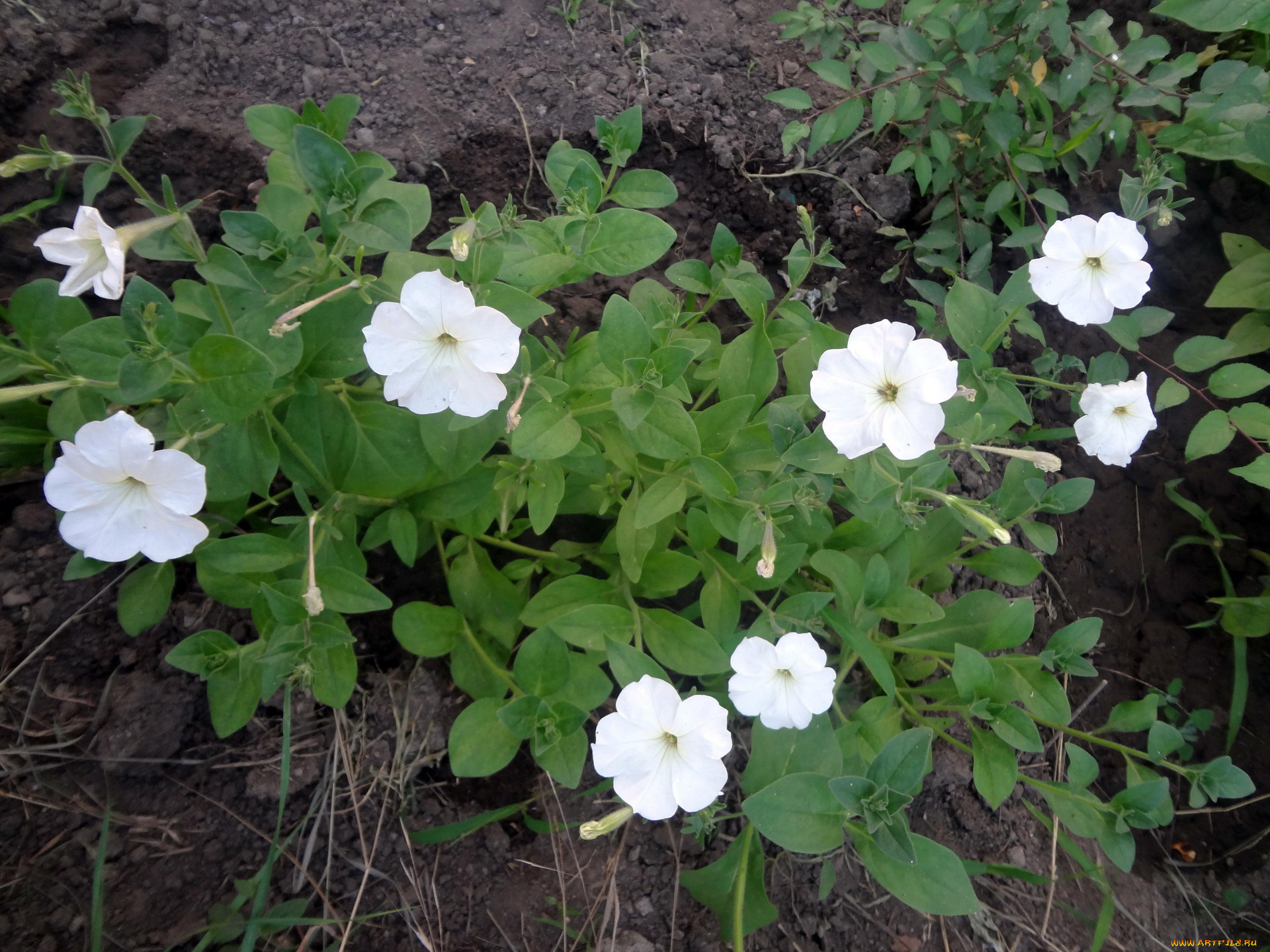 цветы, петунии, , калибрахоа, петуния, белая, куст