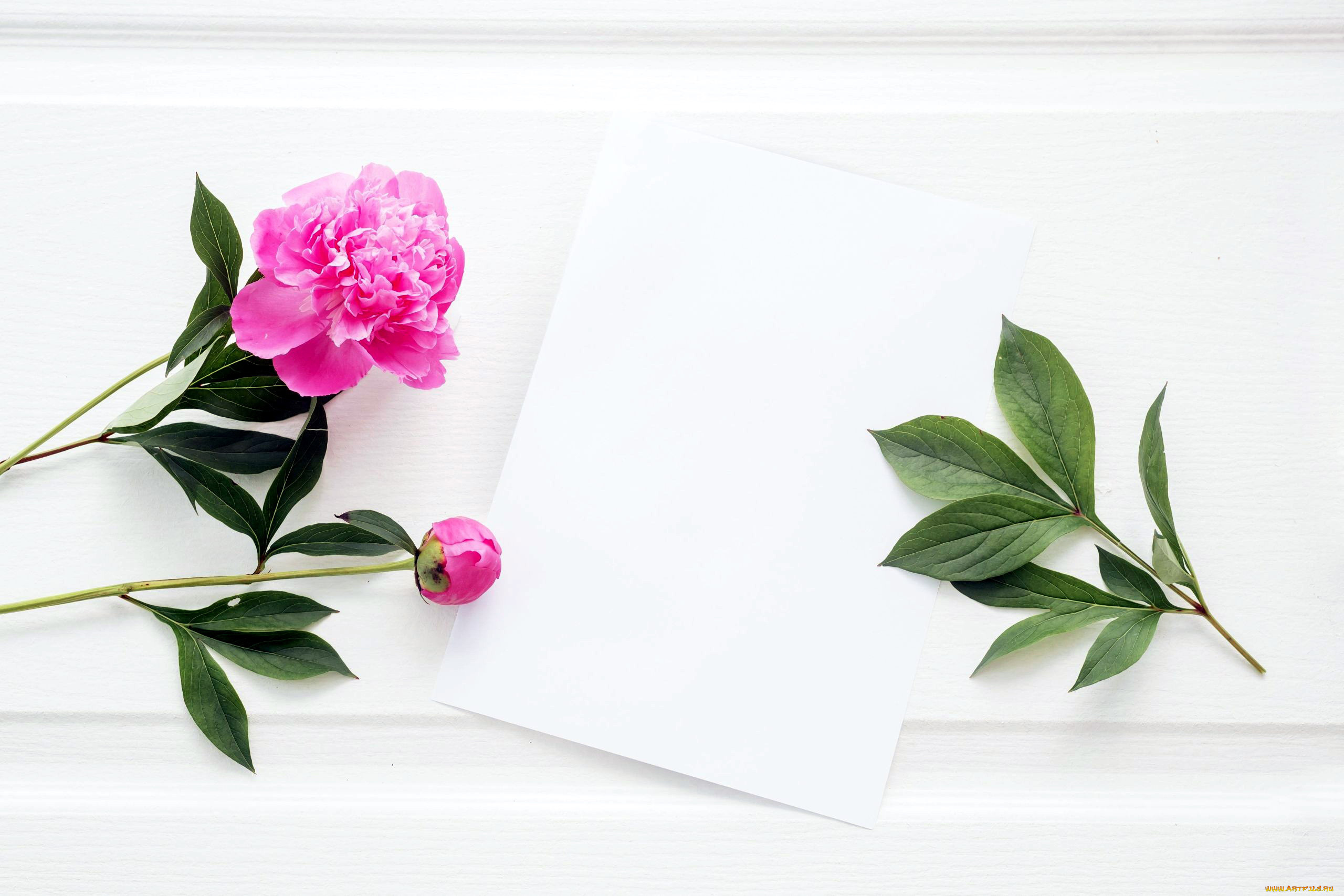 цветы, пионы, розовый