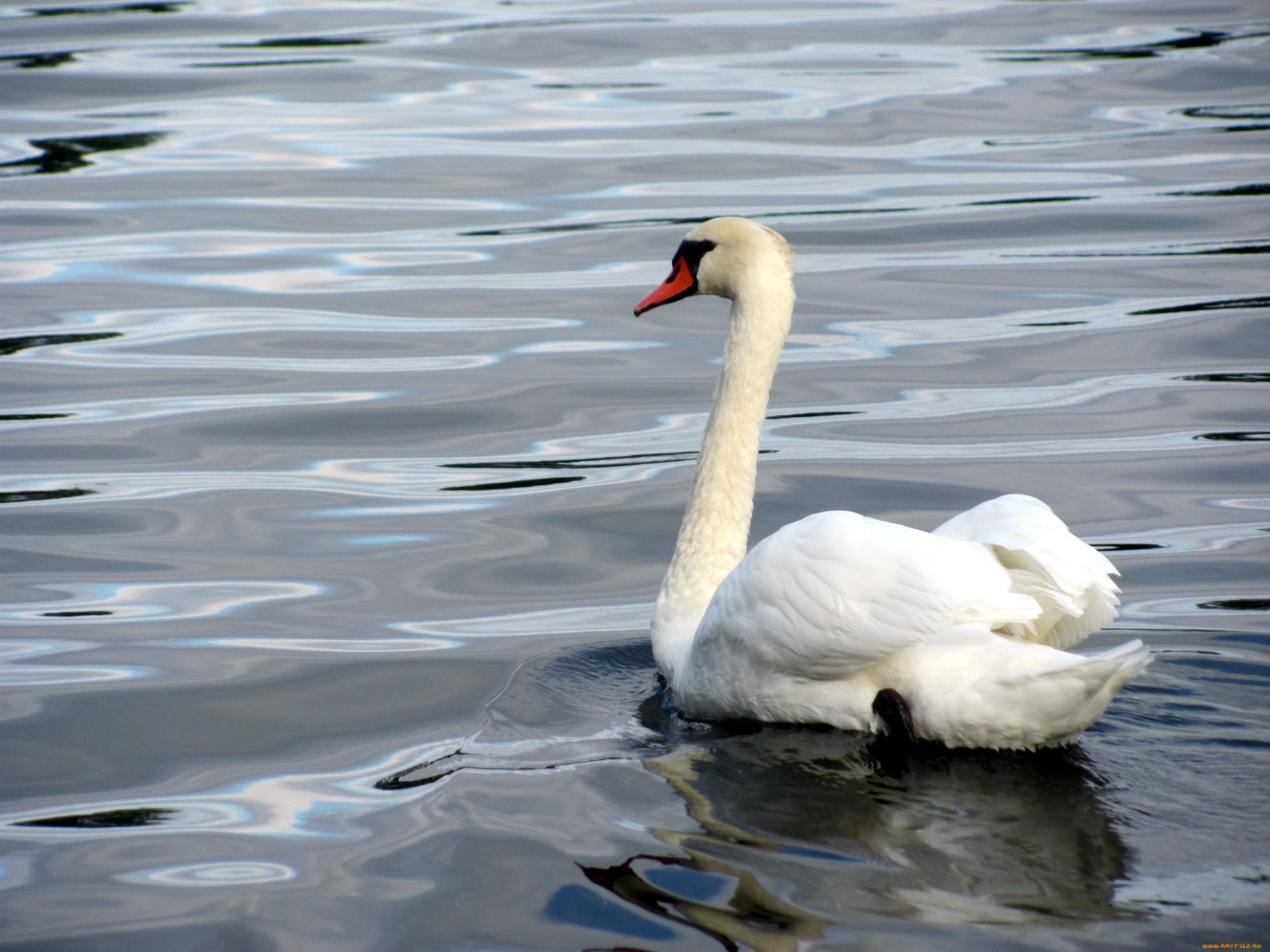животные, лебеди, птица, лебедь, вода