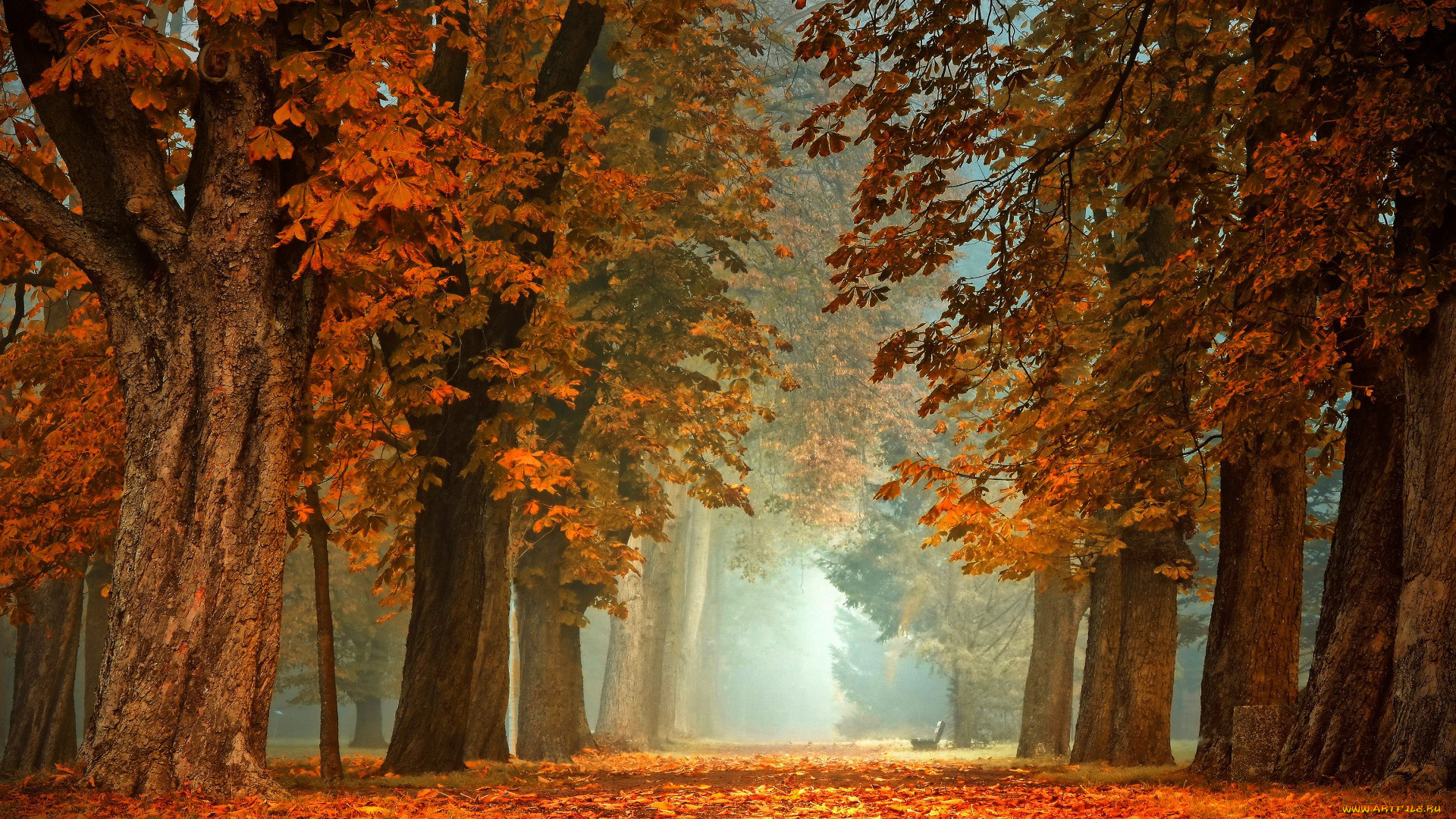 природа, парк, осень, листопад