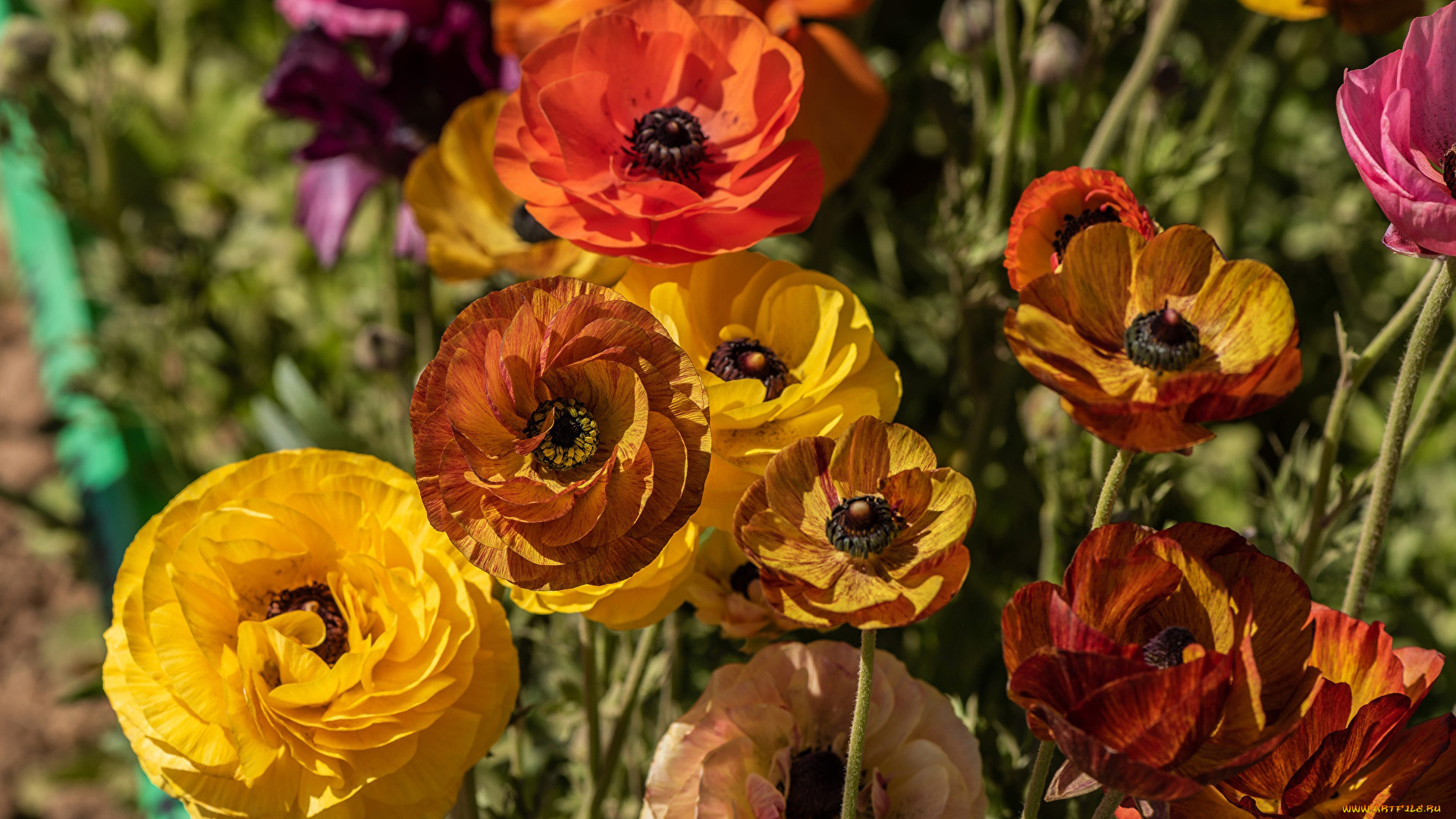 цветы, ранункулюс, , азиатский, лютик, разноцветные