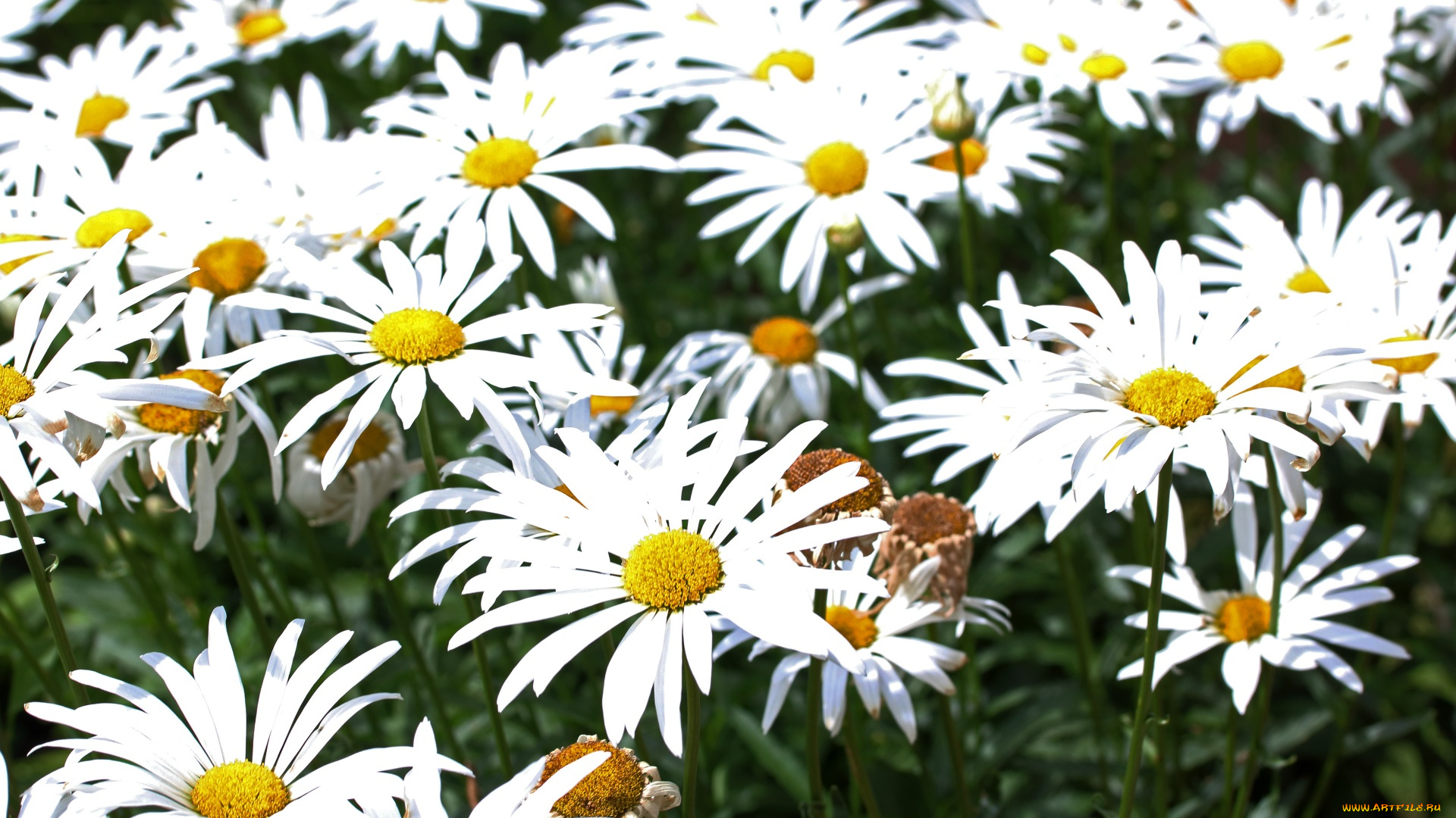 цветы, ромашки, белые, макро