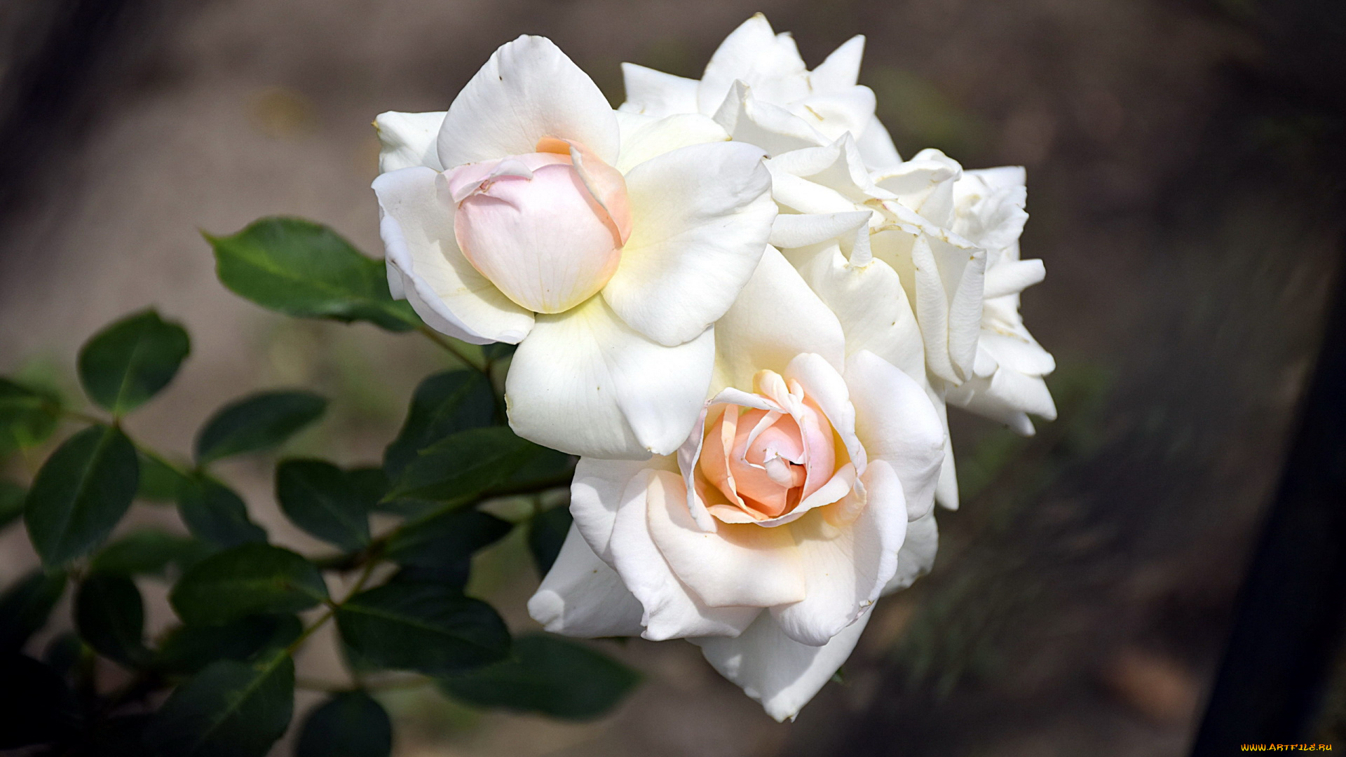 цветы, розы, кремовые, ветка