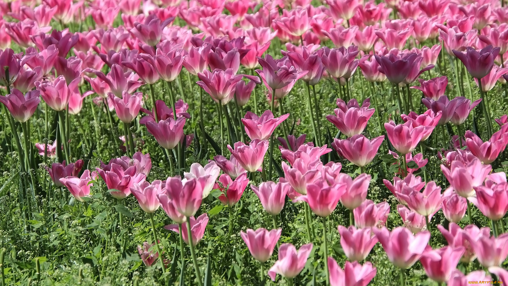 цветы, тюльпаны, клумба, розовые, много