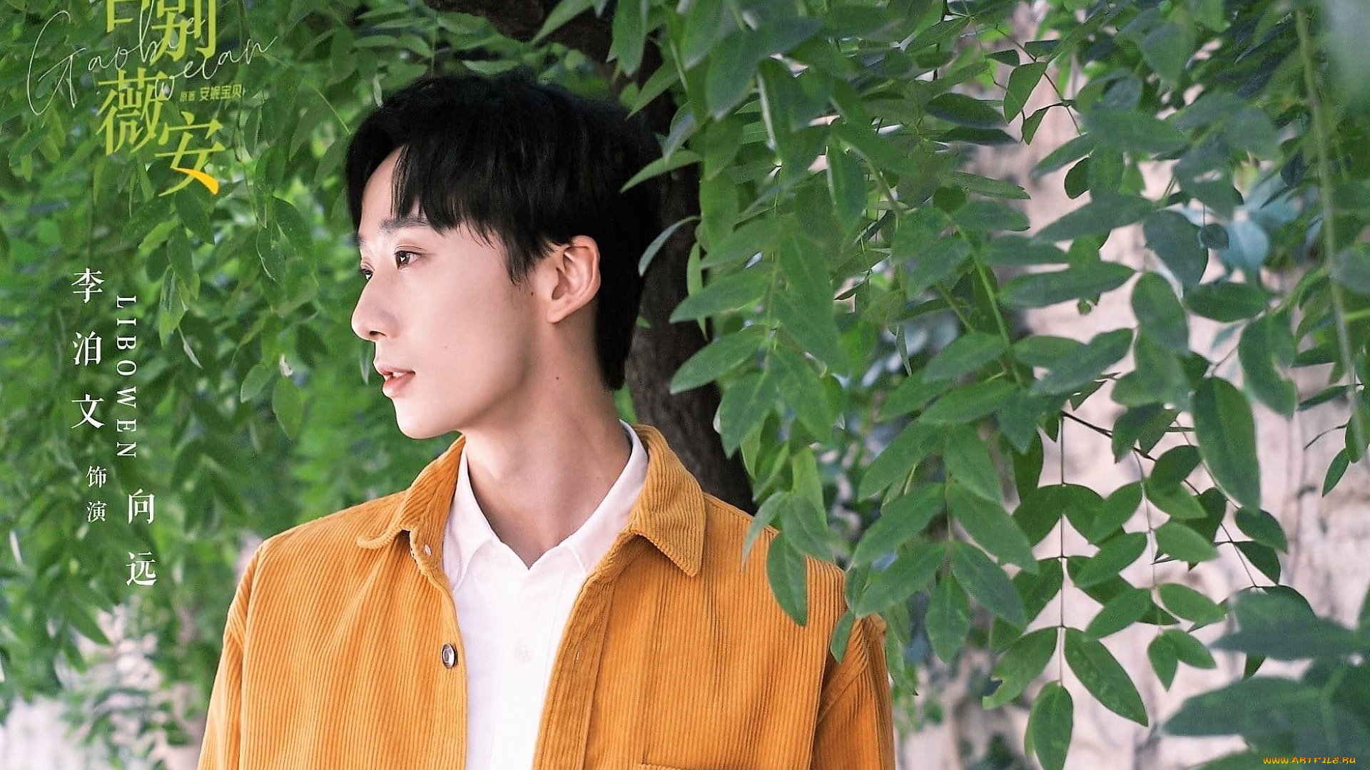 мужчины, li, bo, wen, актер, куртка, дерево